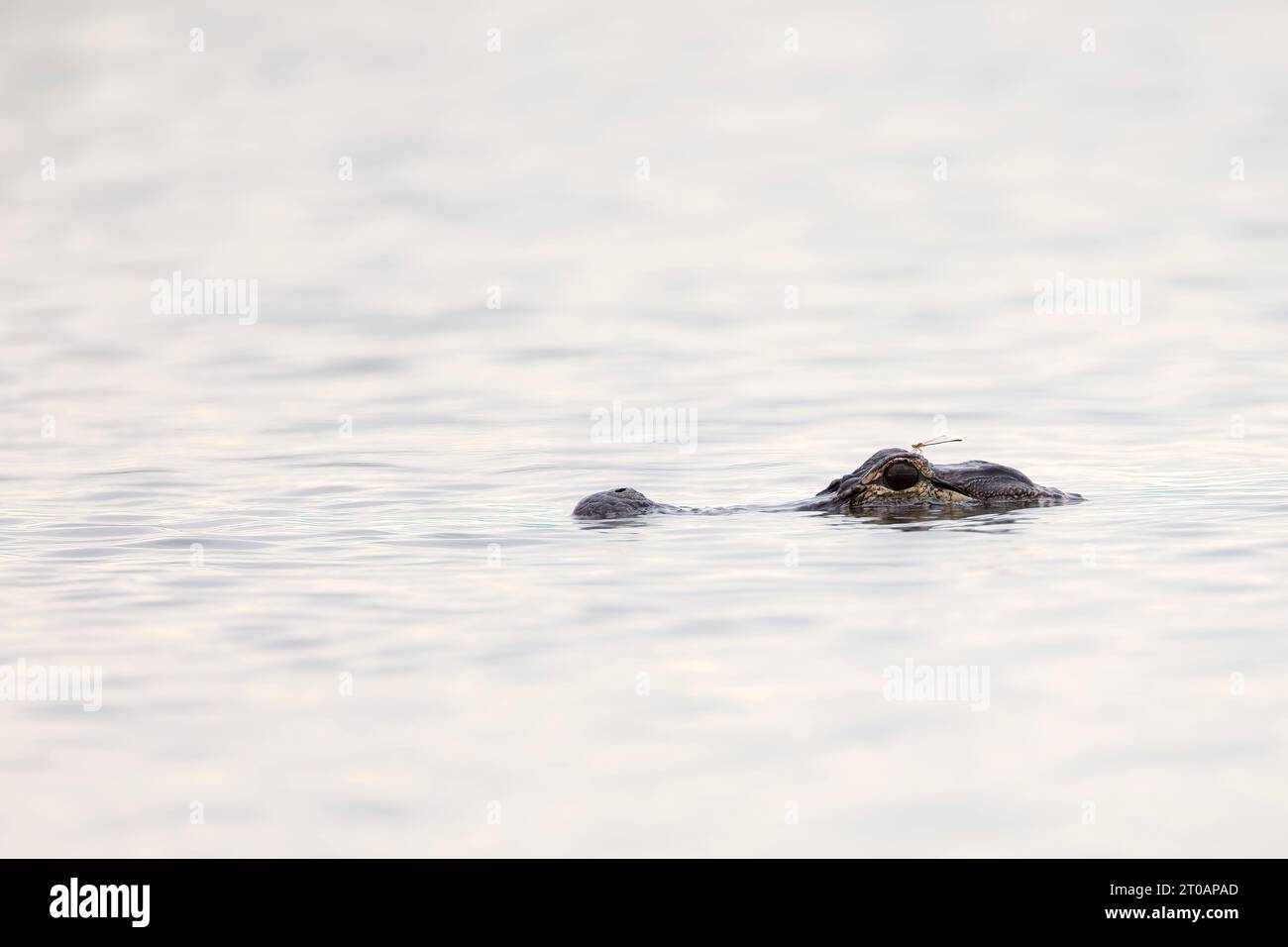 Tir de tête d'alligator dans l'eau, Floride, USA Banque D'Images