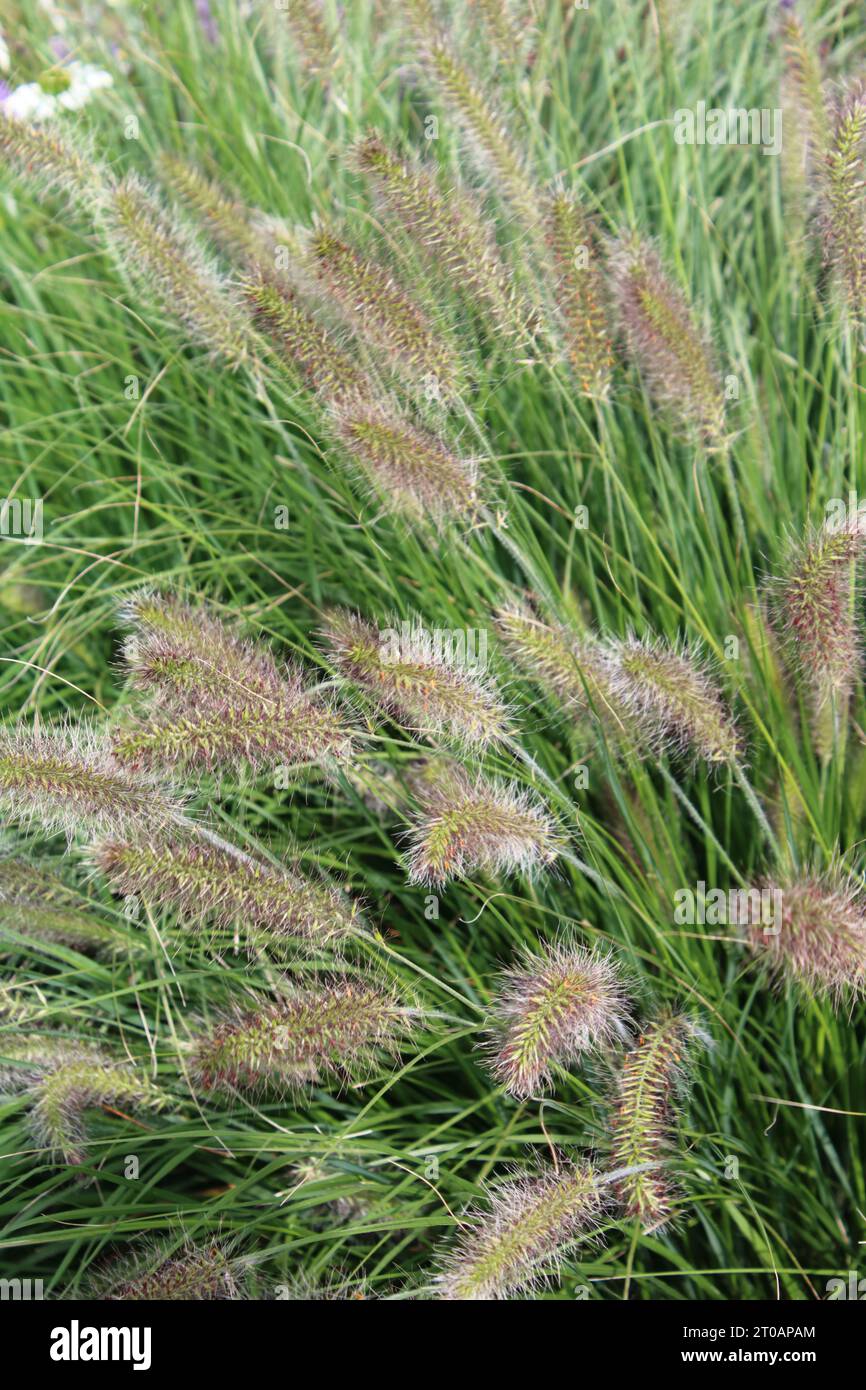 Herbe de fontaine (Pennisetum alopecuroides 'Hameln') Banque D'Images