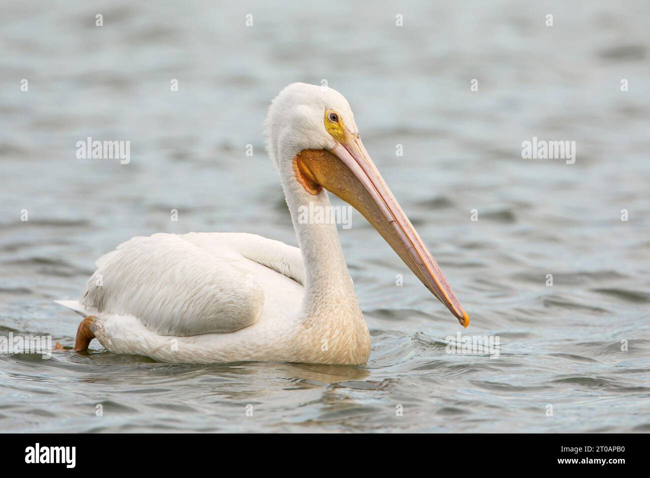 Pélican blanc d'Amérique (Pelecanus erythrorhynchos) nageant dans le lac, Lake Morton, Floride, États-Unis Banque D'Images