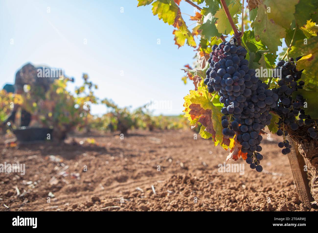 Vendangeurs travaillant pendant la saison de récolte. Grappe de raisins au premier plan Banque D'Images