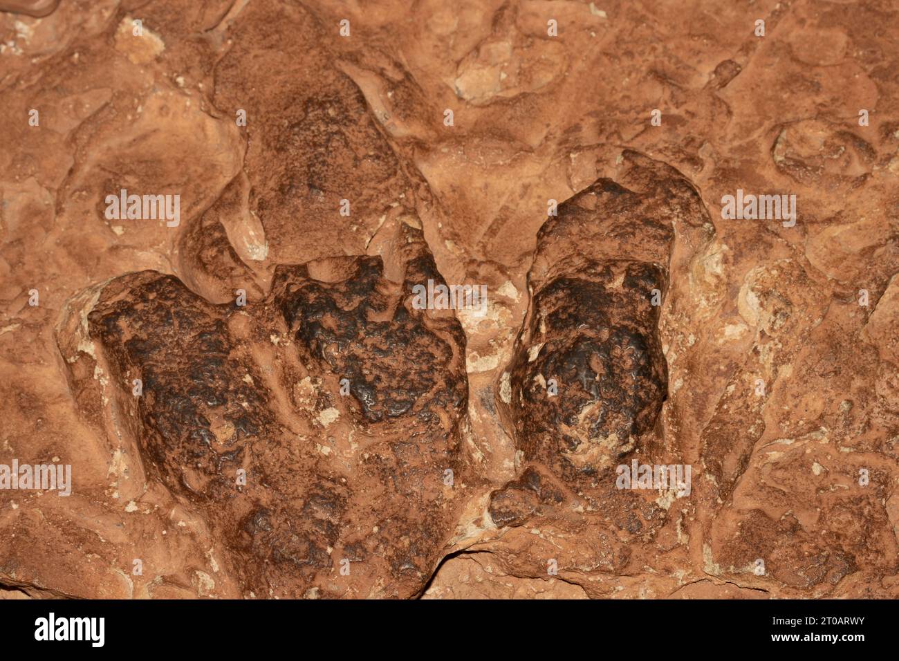 Trace de dinosaures des Eubrontes, du Jurassique inférieur, du grès de Glen Canyon, Utah Banque D'Images