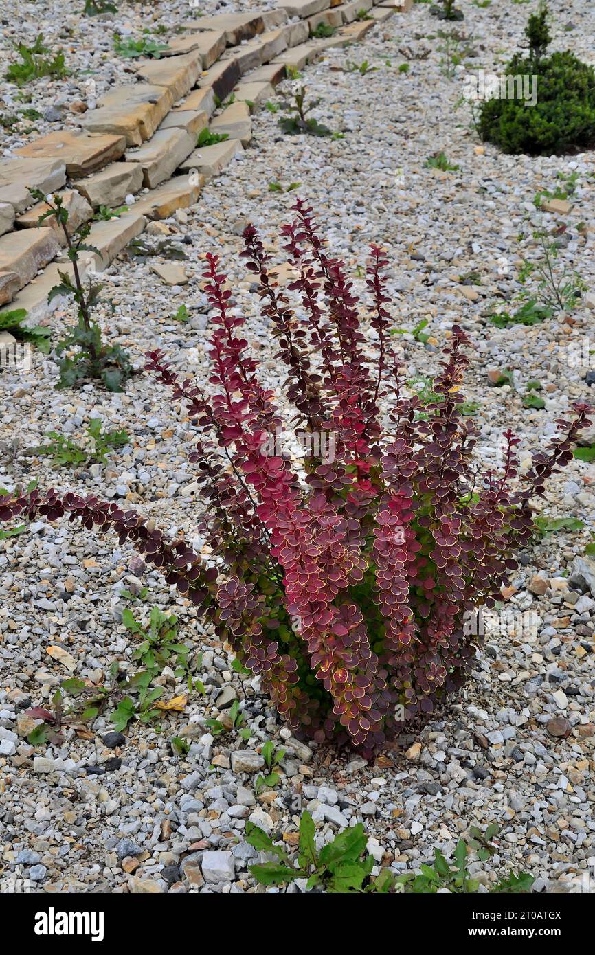 Berberis Thunbergii variété 'admiration' avec un feuillage coloré vif en gros plan. Les feuilles sont rouge violacé avec une bordure jaune étroite. Pl. Ornemental Banque D'Images