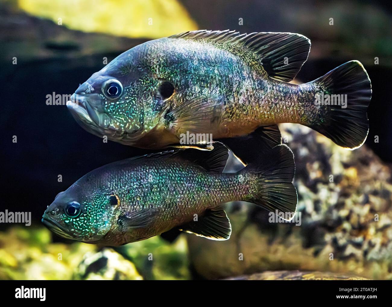 Poisson vert (Lepomis cyanellus), Arizona, États-Unis Banque D'Images
