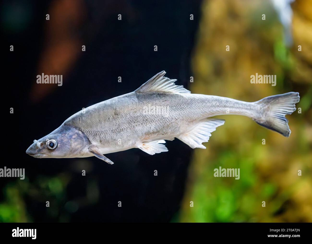 Le mousqueton à bosse (Gila cypha), espèce protégée par le gouvernement fédéral, en voie de disparition, originaire du système du fleuve Colorado aux États-Unis. Banque D'Images
