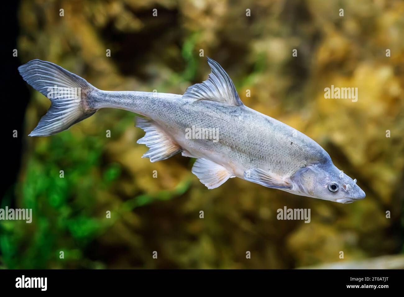 Le mousqueton à bosse (Gila cypha), espèce protégée par le gouvernement fédéral, en voie de disparition, originaire du système du fleuve Colorado aux États-Unis. Banque D'Images