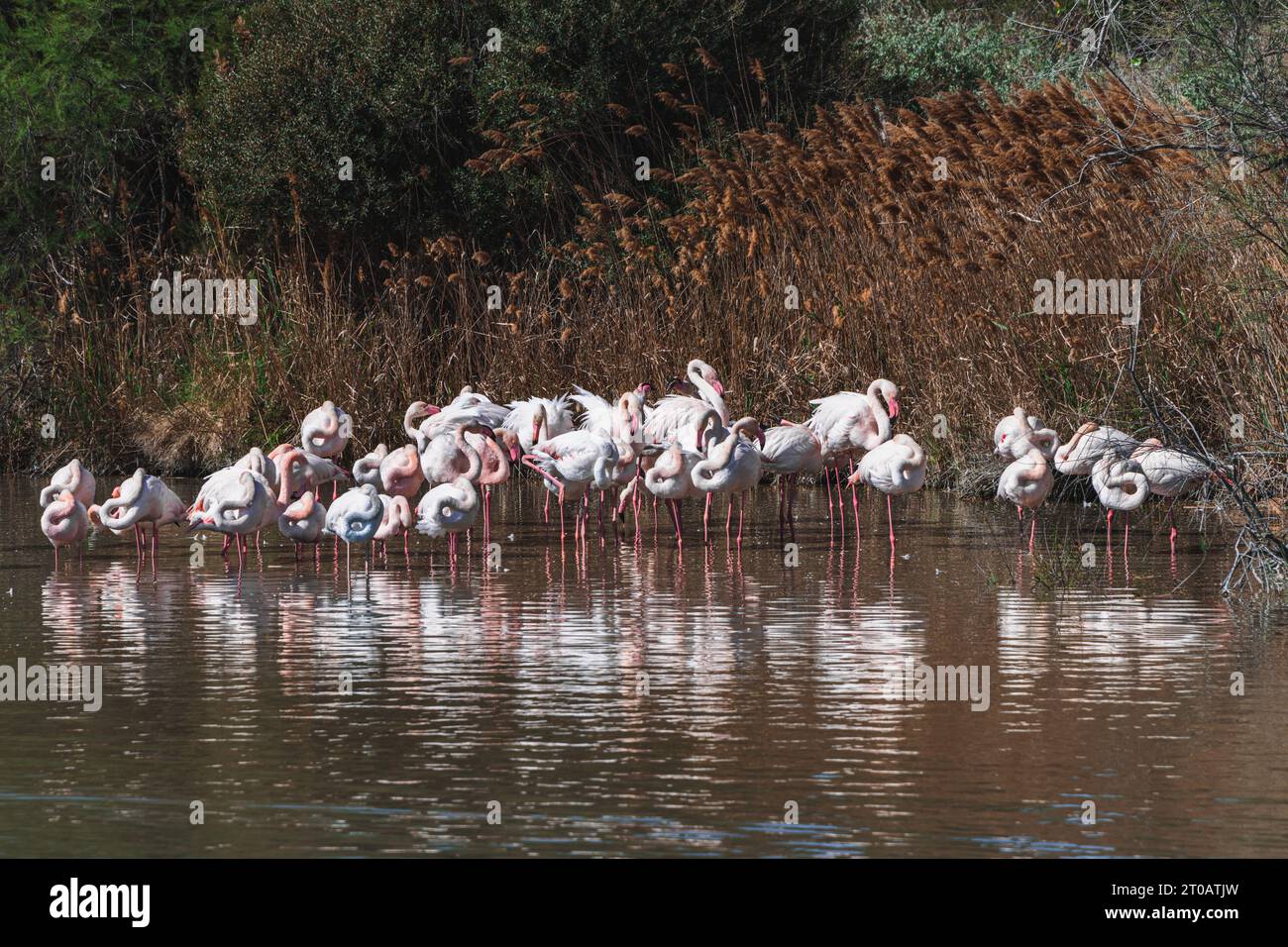 Troupeau de grands flamants roses debout ensemble contre le vent dans un lagon dans une réserve d'oiseaux dans les zones humides de Camargue, Provence, France. Banque D'Images