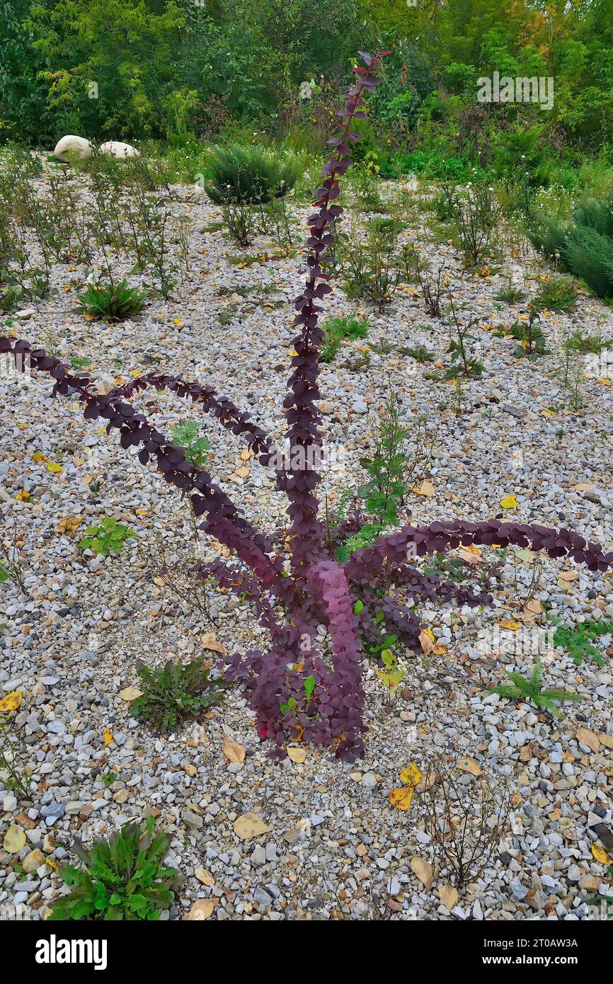 L'arbuste d'épine-vinette d'Ottawa ou berberis ottawensis, variété Superba aux feuilles violettes foncées est une belle plante ornementale et utilisée dans les capots de jardin ou de parc Banque D'Images