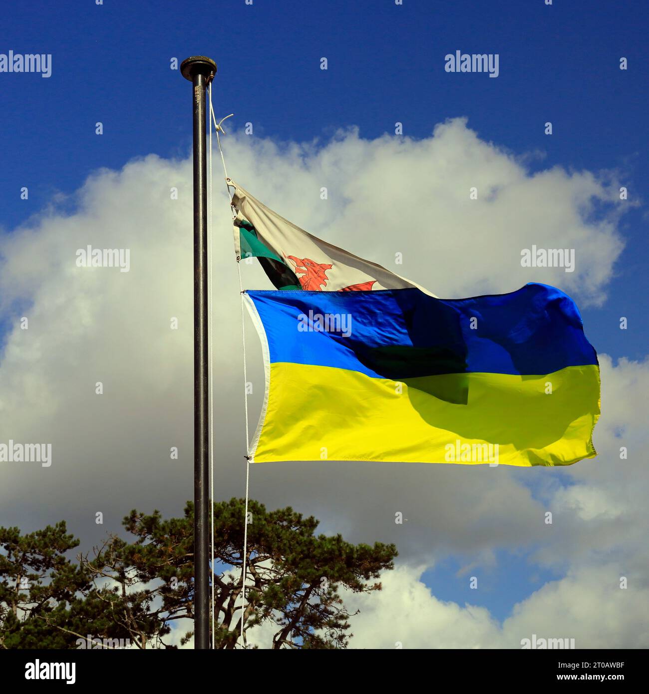 Drapeau ukrainien et drapeau gallois sur le même mât contre ciel bleu et nuages moelleux, Cardiff. Prise en octobre 2023. Banque D'Images