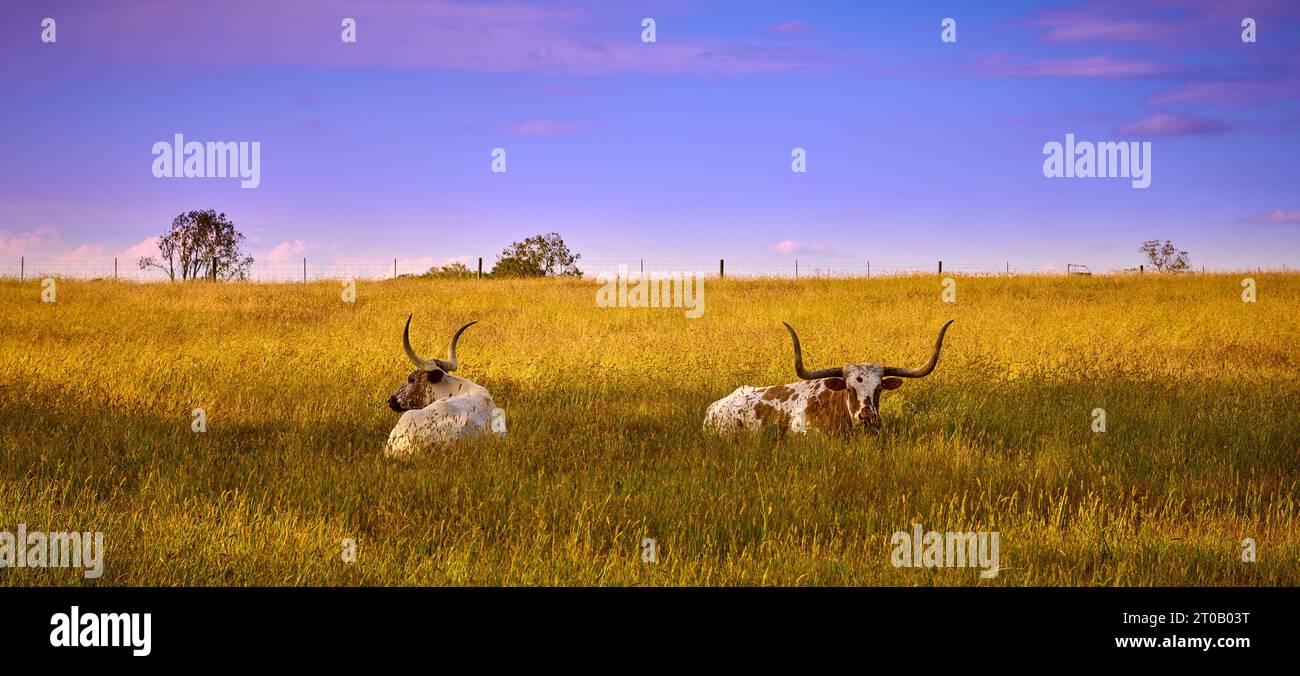 Deux bovins Texas Longhorn pondent dans un champ. Banque D'Images