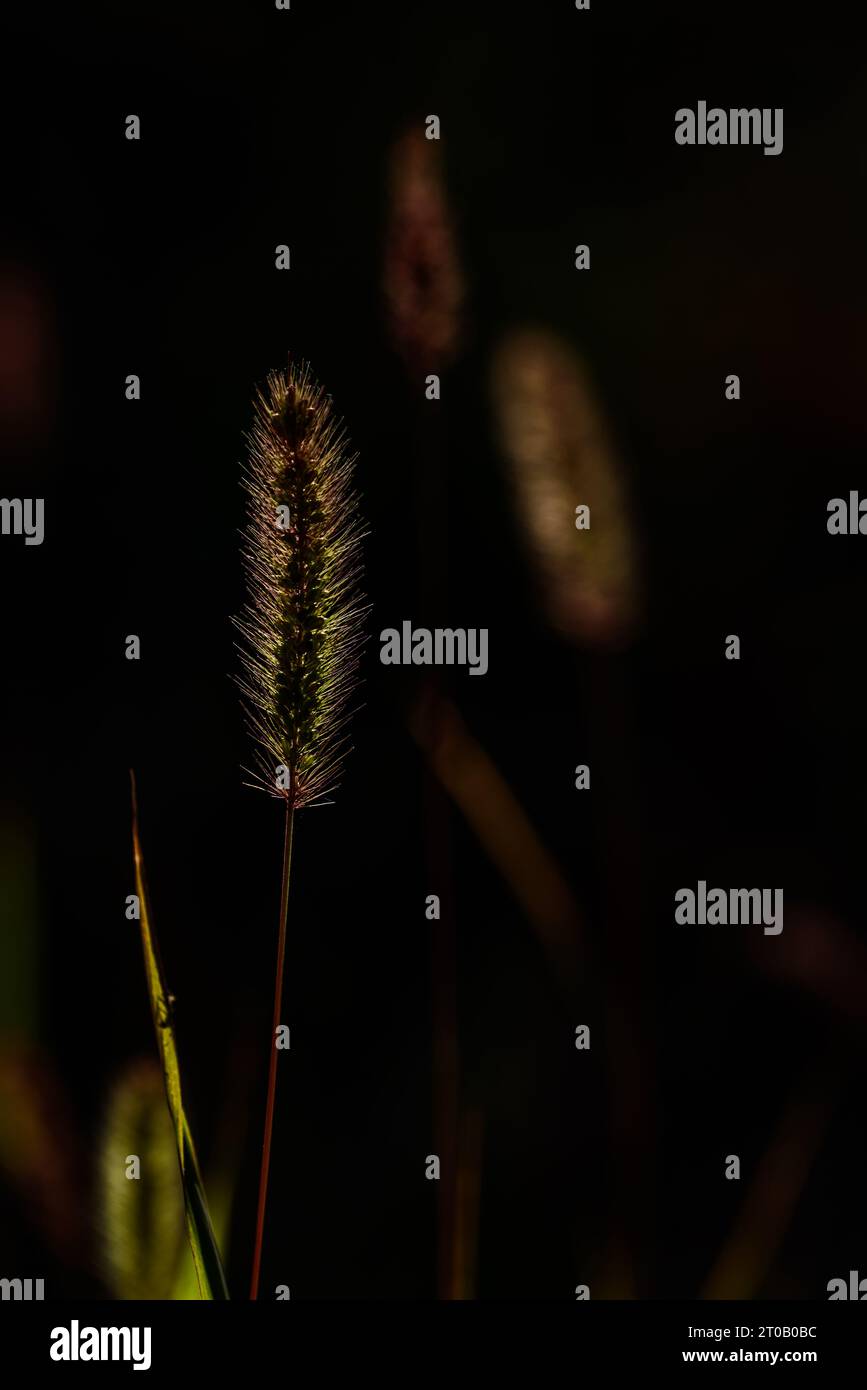 Setaria viridis est une espèce d'herbe connue sous de nombreux noms communs, y compris la queue de boeuf verte, l'herbe verte et le millet sauvage. Banque D'Images