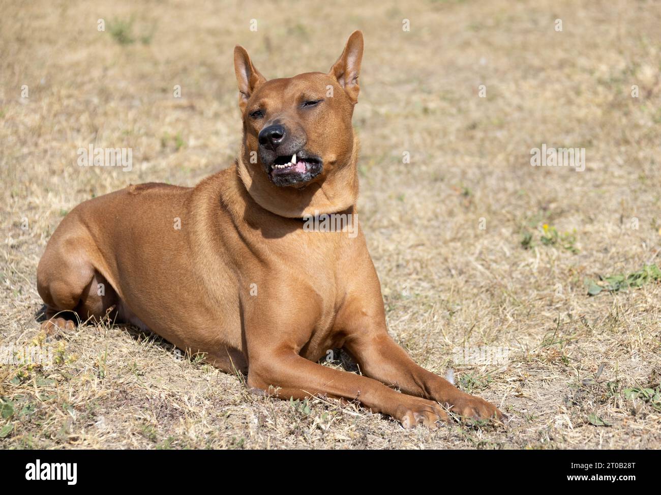 Thai Ridgeback Puppy. Red Thai Ridge Dog - ancien chien local de Thaïlande, à poil court, oreilles triangulaires de taille moyenne. Pointe noire du nez, en forme o Banque D'Images