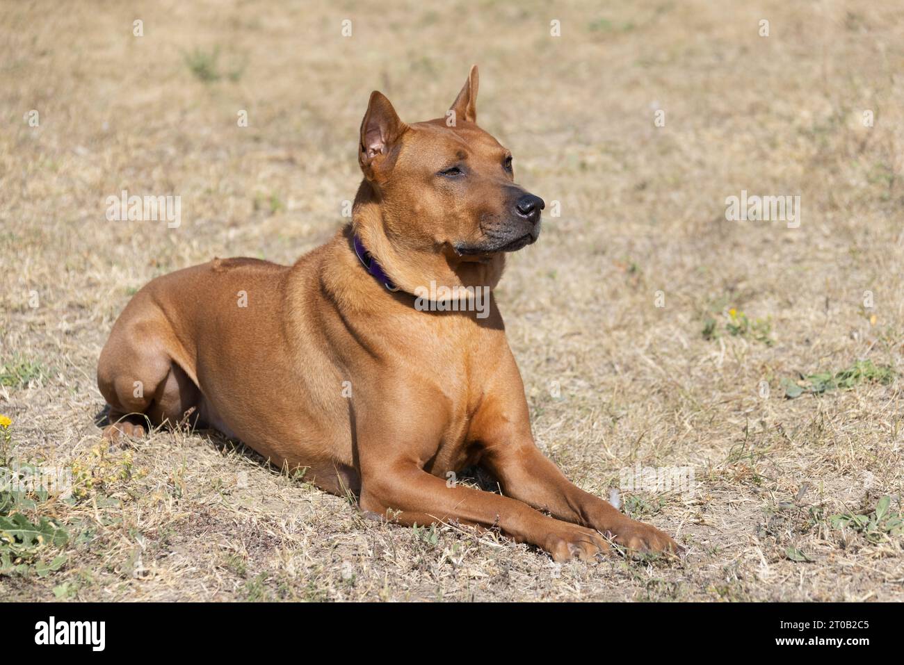 Thai Ridgeback Puppy. Red Thai Ridge Dog - ancien chien local de Thaïlande, à poil court, oreilles triangulaires de taille moyenne. Pointe noire du nez, en forme o Banque D'Images