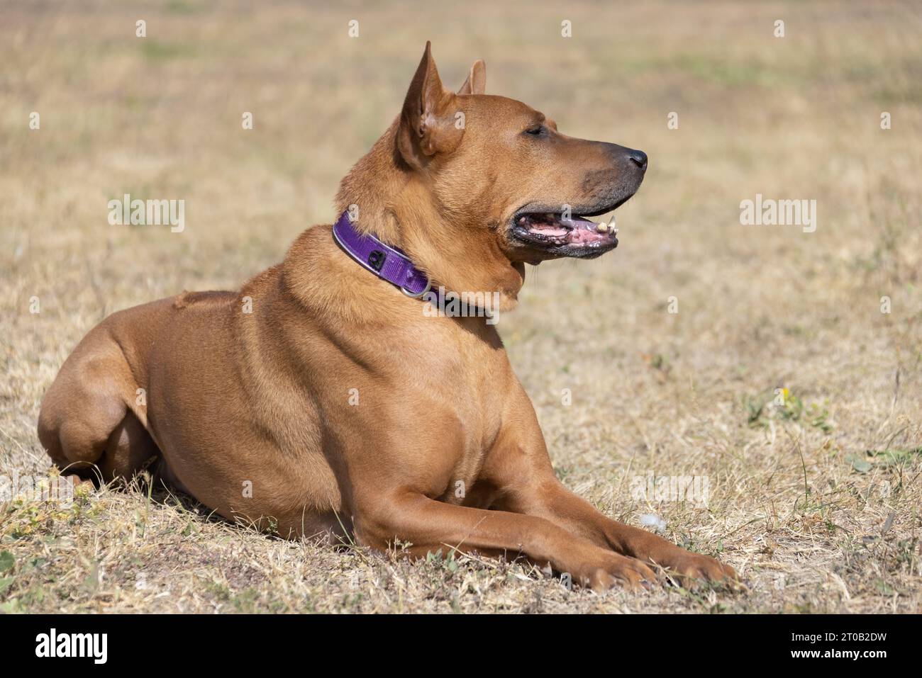 Thai Ridgeback Puppy. Red Thai Ridge Dog - ancien chien local de Thaïlande, à poil court, oreilles triangulaires de taille moyenne. Pointe noire du nez, en forme o Banque D'Images