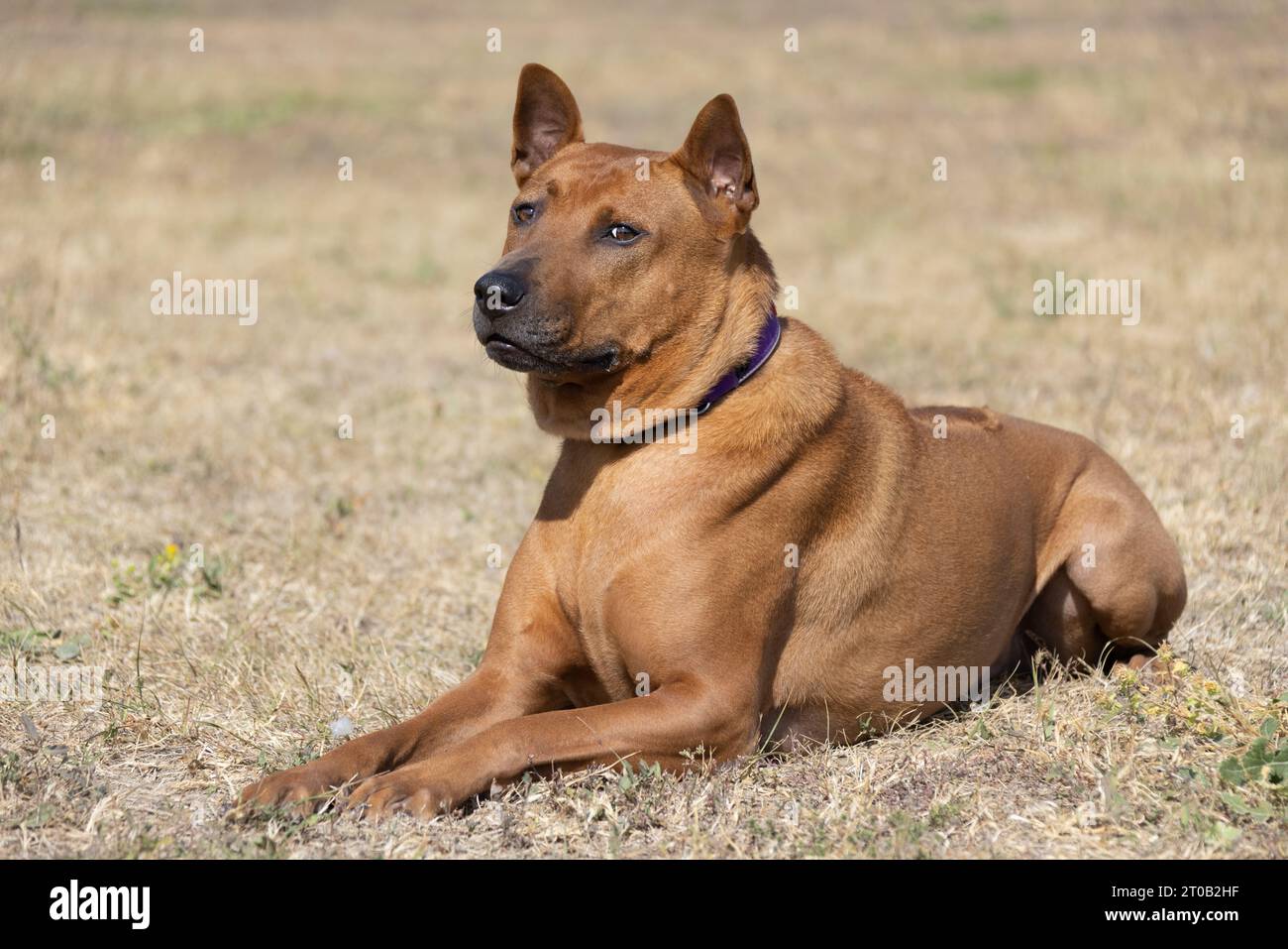 Thai Ridgeback Puppy. Red Thai Ridge Dog - ancien chien local de Thaïlande, à poil court, oreilles triangulaires de taille moyenne. Pointe noire du nez, en forme o Banque D'Images