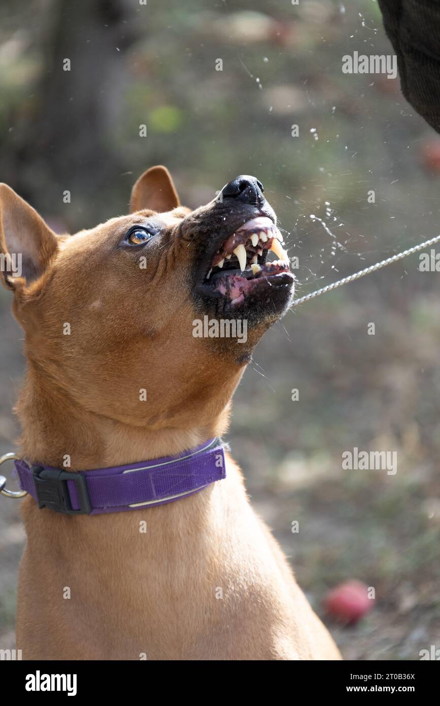 Thai Ridgeback Puppy. Red Thai Ridge Dog - ancien chien local de Thaïlande, à poil court, oreilles triangulaires de taille moyenne. Pointe noire du nez, en forme o Banque D'Images