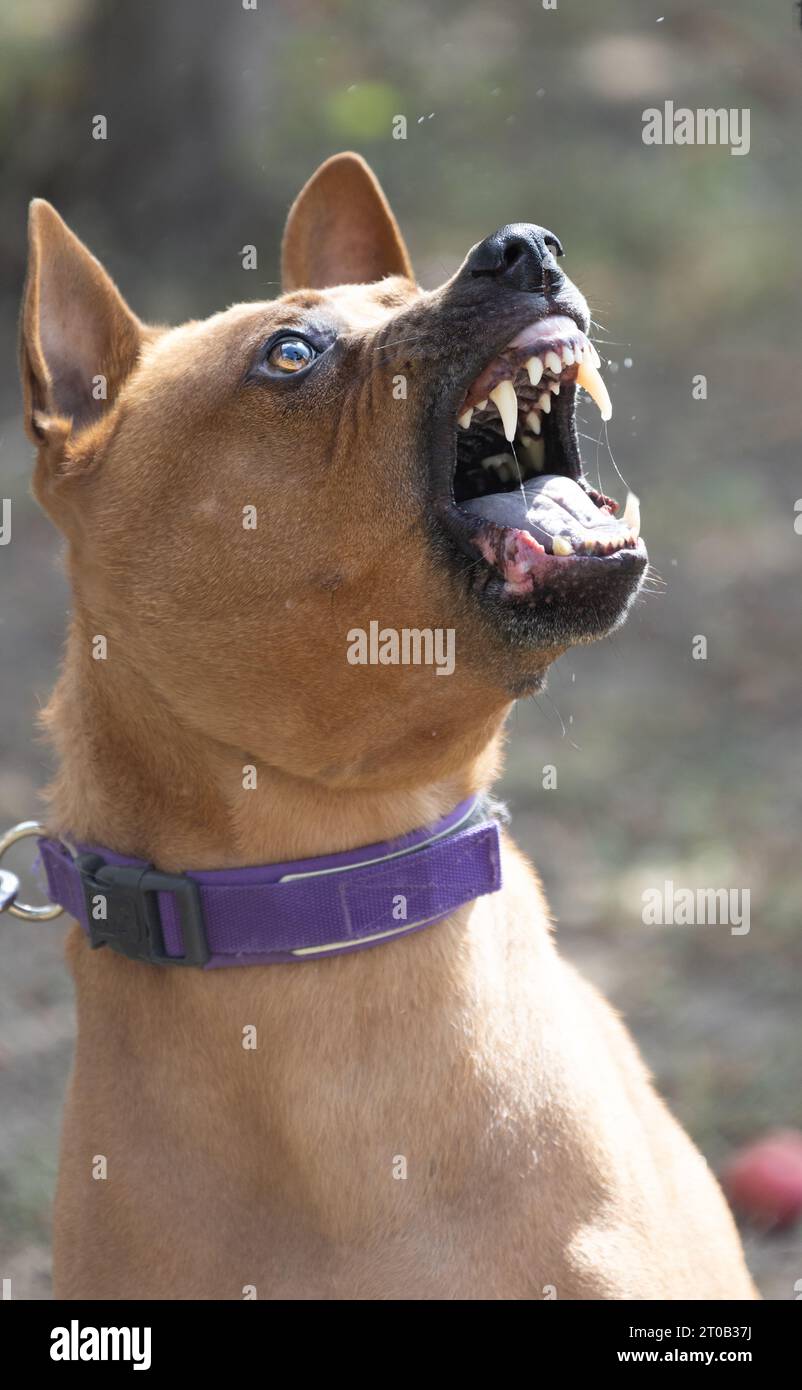 Thai Ridgeback Puppy. Red Thai Ridge Dog - ancien chien local de Thaïlande, à poil court, oreilles triangulaires de taille moyenne. Pointe noire du nez, en forme o Banque D'Images