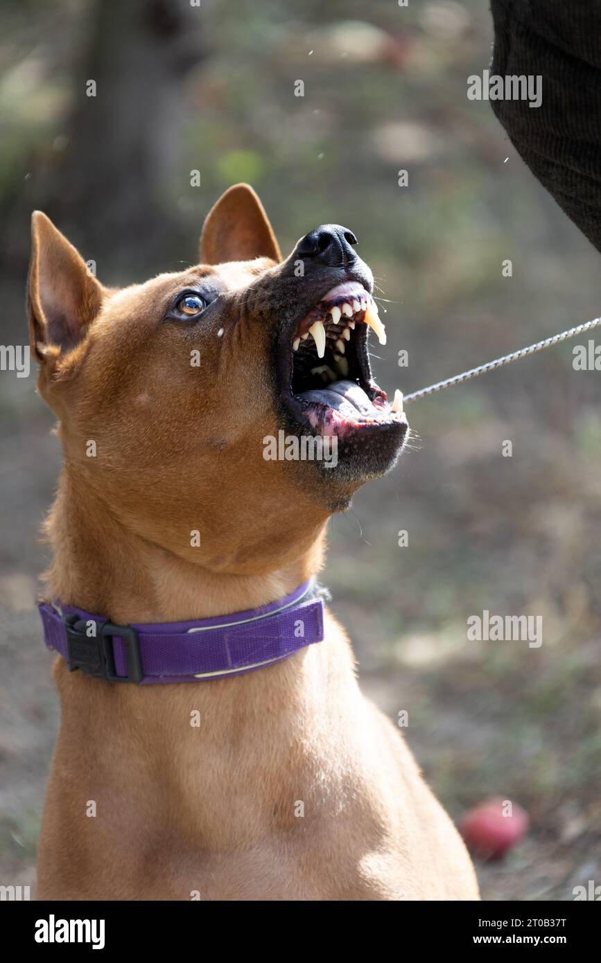 Thai Ridgeback Puppy. Red Thai Ridge Dog - ancien chien local de Thaïlande, à poil court, oreilles triangulaires de taille moyenne. Pointe noire du nez, en forme o Banque D'Images