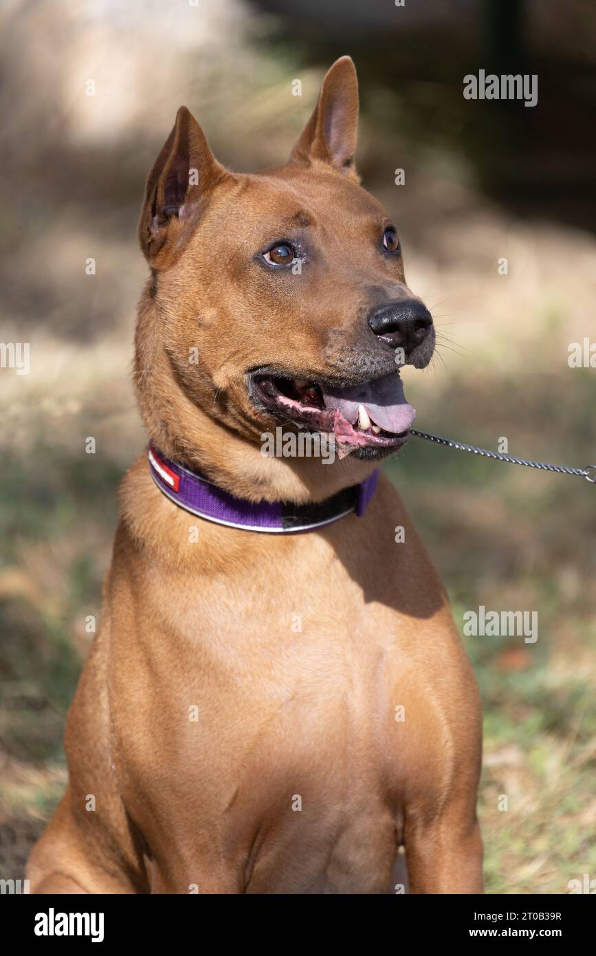 Thai Ridgeback Puppy. Red Thai Ridge Dog - ancien chien local de Thaïlande, à poil court, oreilles triangulaires de taille moyenne. Pointe noire du nez, en forme o Banque D'Images