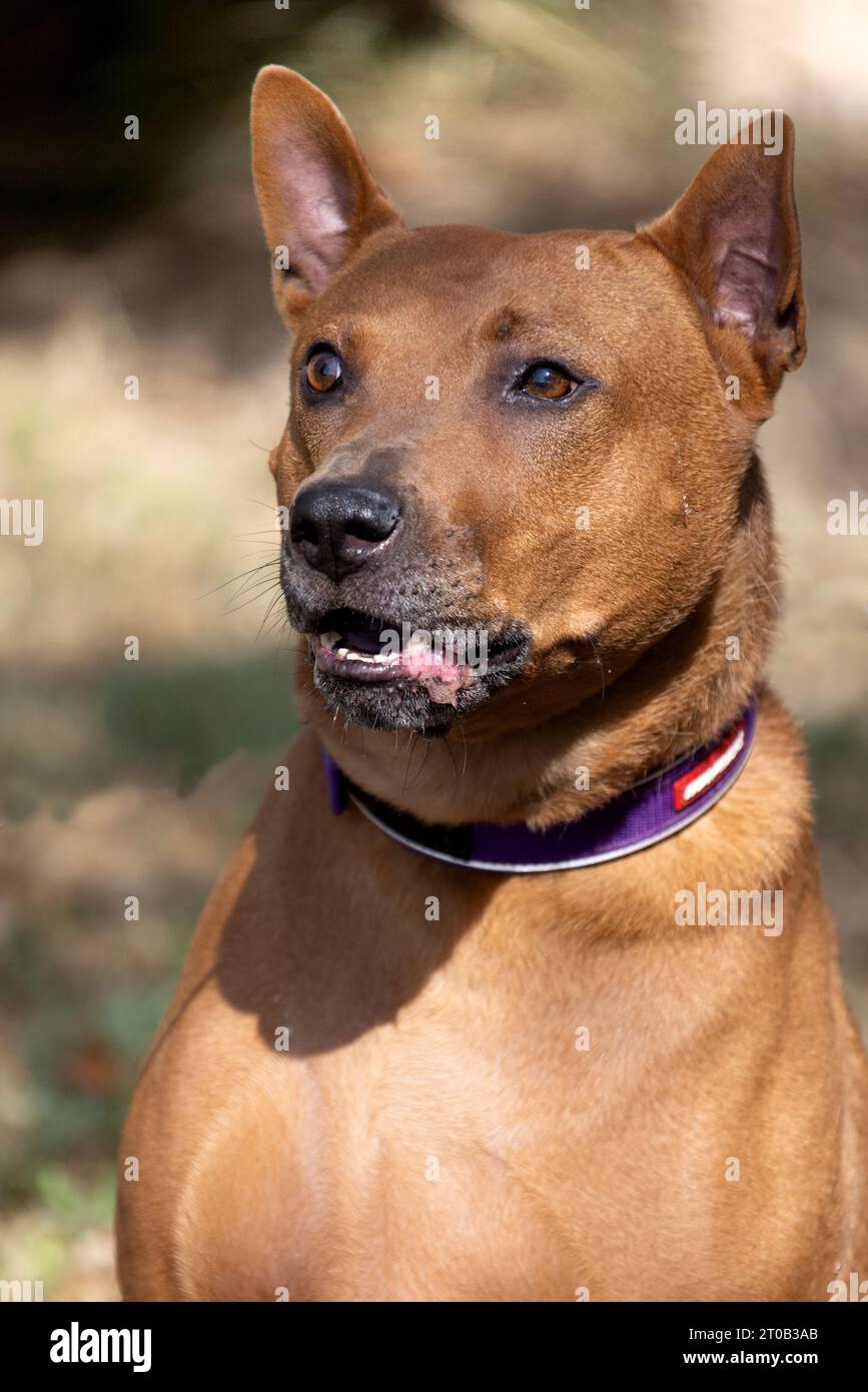 Thai Ridgeback Puppy. Red Thai Ridge Dog - ancien chien local de Thaïlande, à poil court, oreilles triangulaires de taille moyenne. Pointe noire du nez, en forme o Banque D'Images