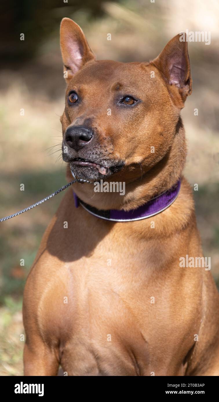Thai Ridgeback Puppy. Red Thai Ridge Dog - ancien chien local de Thaïlande, à poil court, oreilles triangulaires de taille moyenne. Pointe noire du nez, en forme o Banque D'Images