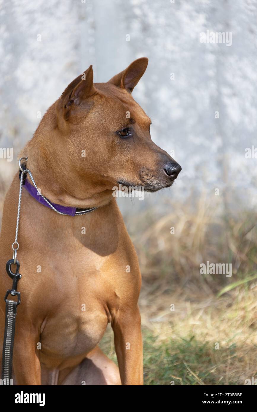 Thai Ridgeback Puppy. Red Thai Ridge Dog - ancien chien local de Thaïlande, à poil court, oreilles triangulaires de taille moyenne. Pointe noire du nez, en forme o Banque D'Images