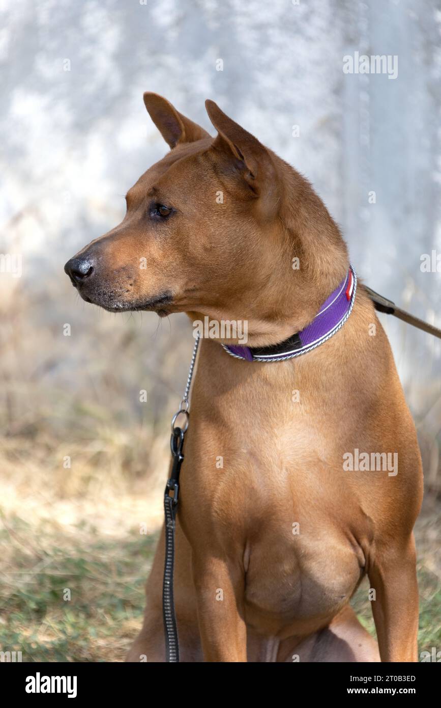 Thai Ridgeback Puppy. Red Thai Ridge Dog - ancien chien local de Thaïlande, à poil court, oreilles triangulaires de taille moyenne. Pointe noire du nez, en forme o Banque D'Images