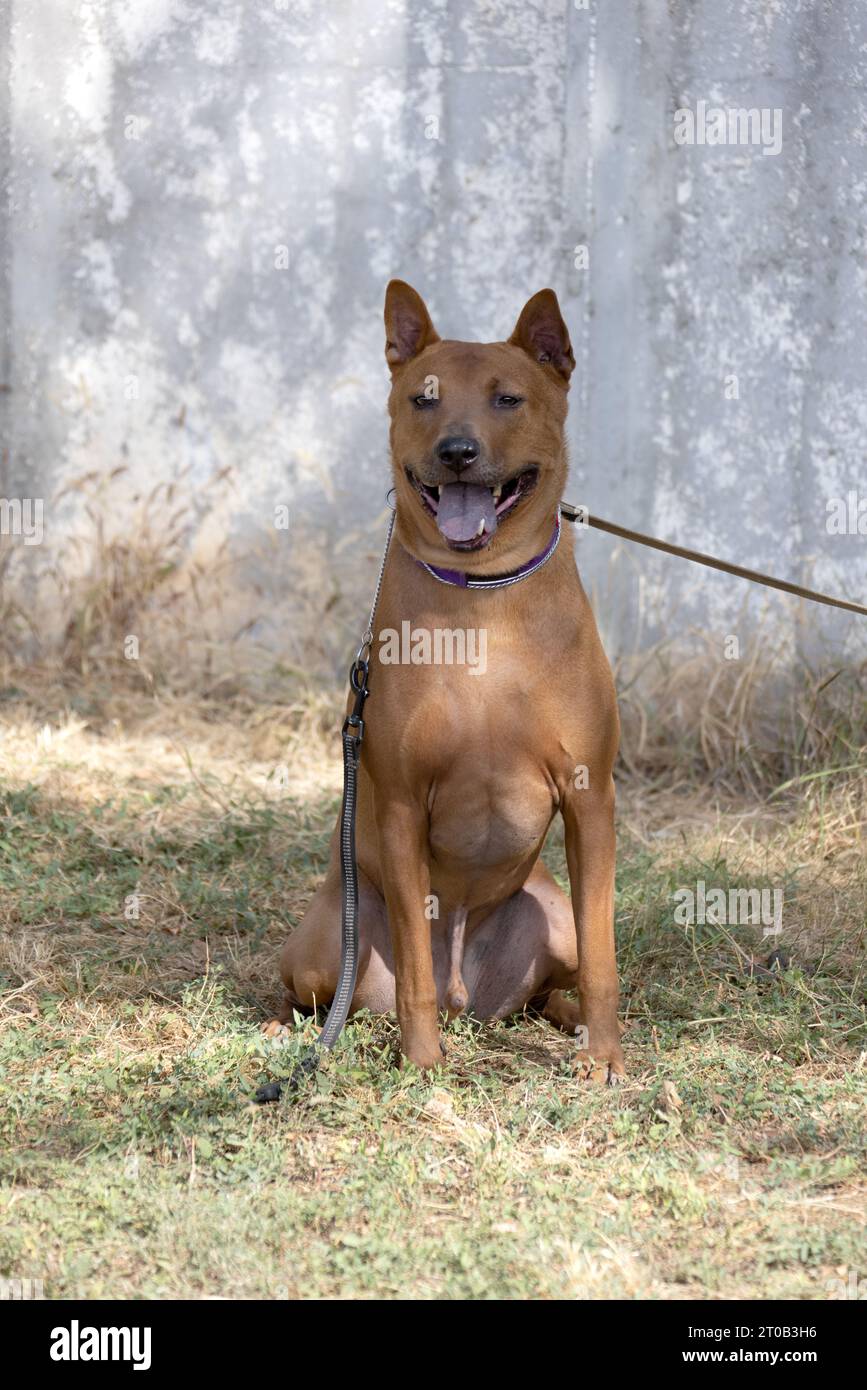 Thai Ridgeback Puppy. Red Thai Ridge Dog - ancien chien local de Thaïlande, à poil court, oreilles triangulaires de taille moyenne. Pointe noire du nez, en forme o Banque D'Images