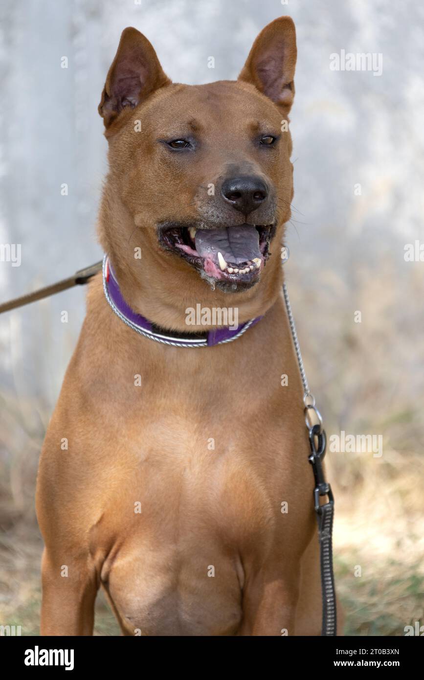 Thai Ridgeback Puppy. Red Thai Ridge Dog - ancien chien local de Thaïlande, à poil court, oreilles triangulaires de taille moyenne. Pointe noire du nez, en forme o Banque D'Images