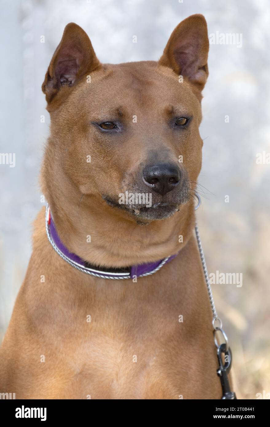 Thai Ridgeback Puppy. Red Thai Ridge Dog - ancien chien local de Thaïlande, à poil court, oreilles triangulaires de taille moyenne. Pointe noire du nez, en forme o Banque D'Images