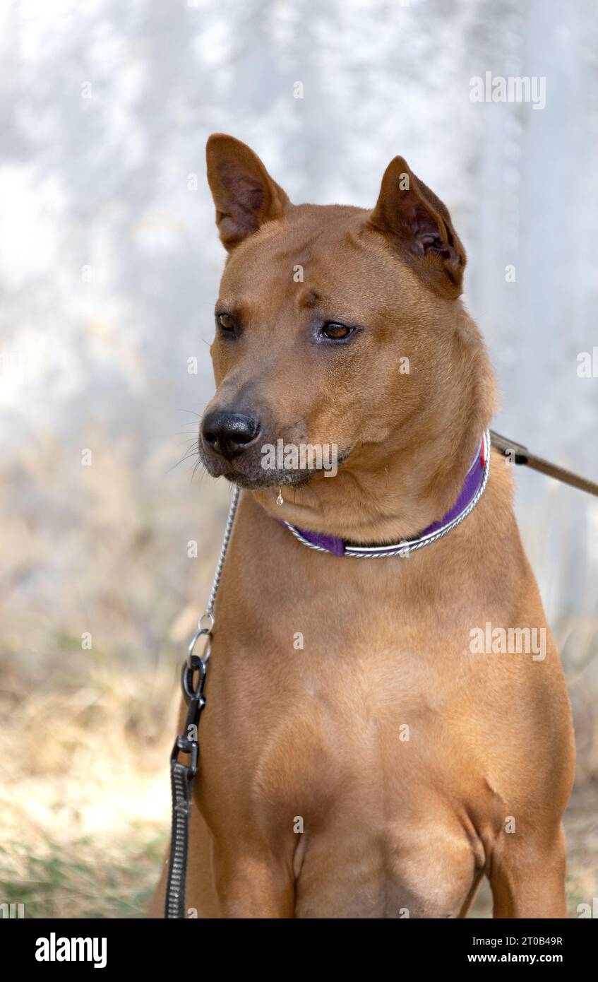 Thai Ridgeback Puppy. Red Thai Ridge Dog - ancien chien local de Thaïlande, à poil court, oreilles triangulaires de taille moyenne. Pointe noire du nez, en forme o Banque D'Images