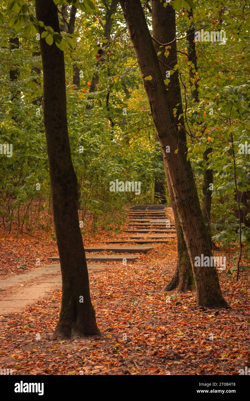 Sentier vide dans la forêt d'automne. Escalier extérieur dans le parc d'automne. Humeur de chute. Paysage d'octobre. Feuillage orange tombé sur le chemin dans les bois. Automne doré. Banque D'Images