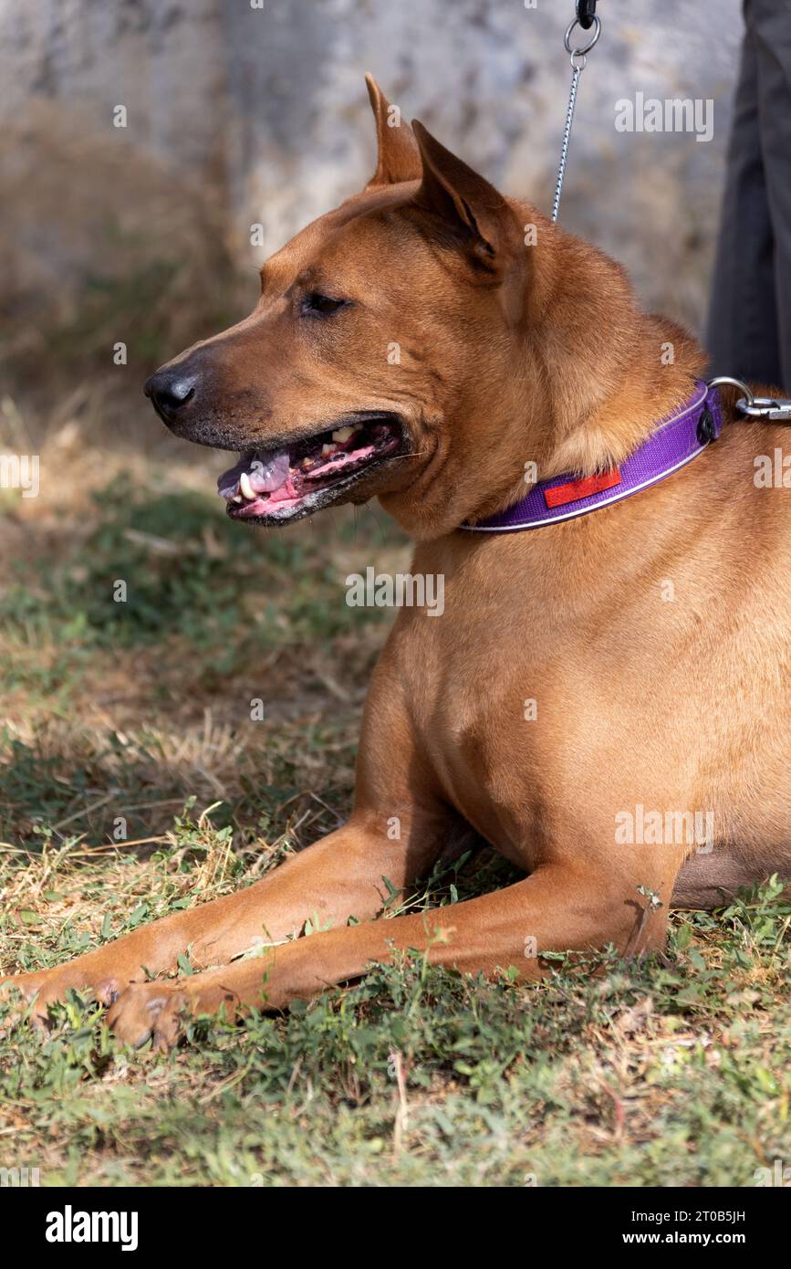 Thai Ridgeback Puppy. Red Thai Ridge Dog - ancien chien local de Thaïlande, à poil court, oreilles triangulaires de taille moyenne. Pointe noire du nez, en forme o Banque D'Images