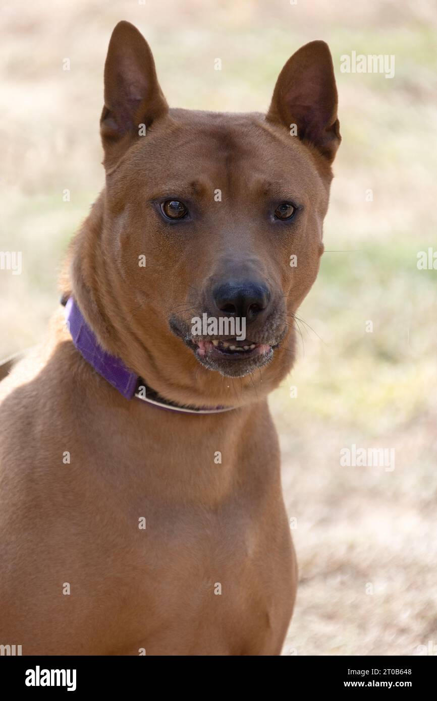 Thai Ridgeback Puppy. Red Thai Ridge Dog - ancien chien local de Thaïlande, à poil court, oreilles triangulaires de taille moyenne. Pointe noire du nez, en forme o Banque D'Images