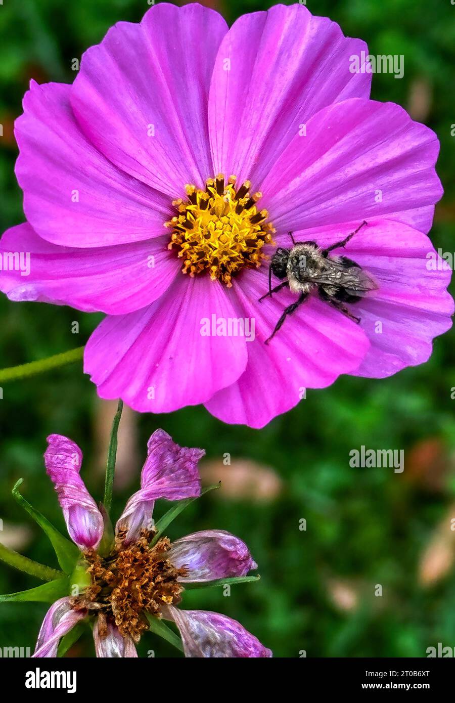 Une Zinnia attire une petite abeille Banque D'Images