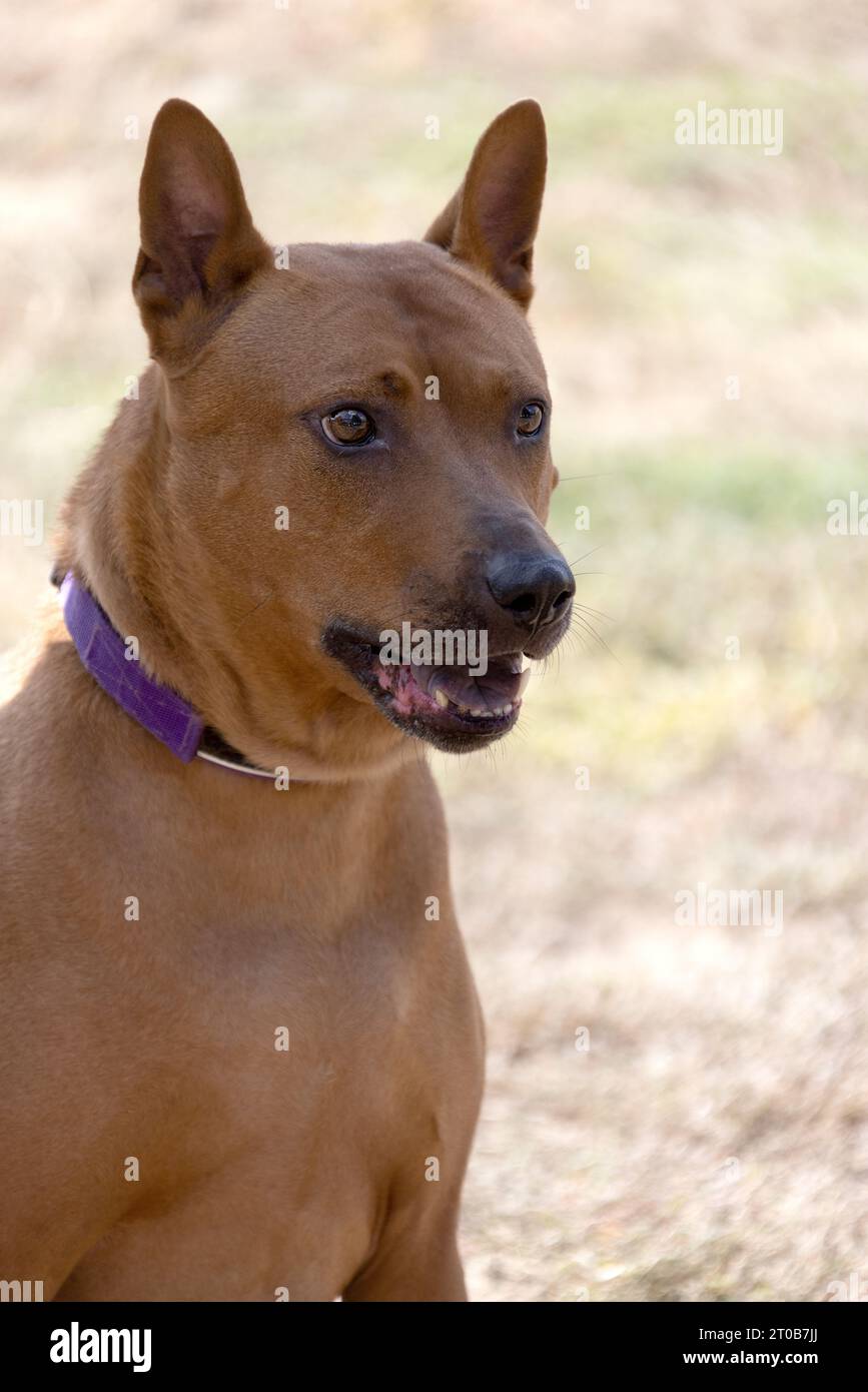 Thai Ridgeback Puppy. Red Thai Ridge Dog - ancien chien local de Thaïlande, à poil court, oreilles triangulaires de taille moyenne. Pointe noire du nez, en forme o Banque D'Images