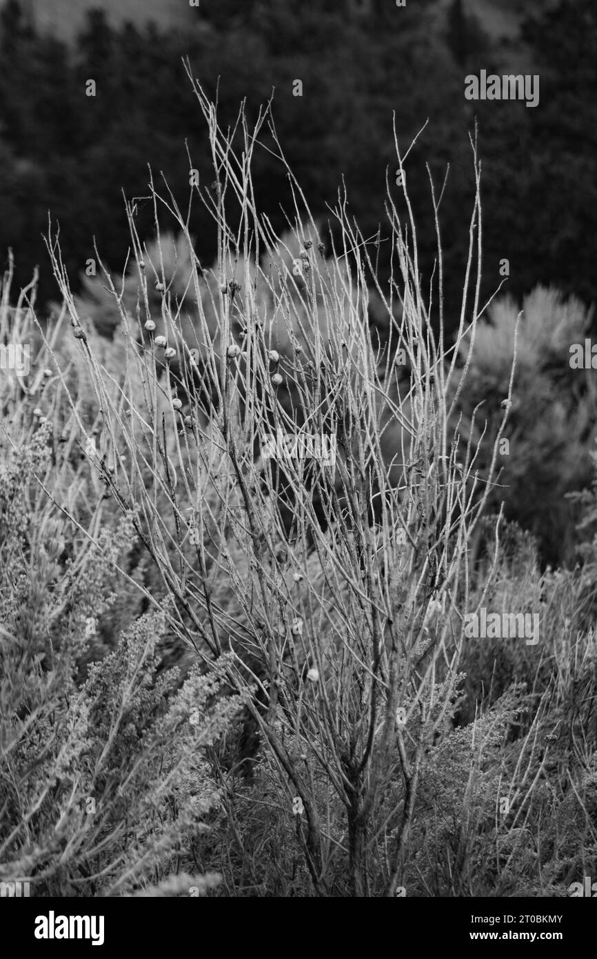 Gros plan sur les plantes poussant dans le paysage aride du sud de l'Utah ; à l'aide d'un filtre noir et blanc. Banque D'Images