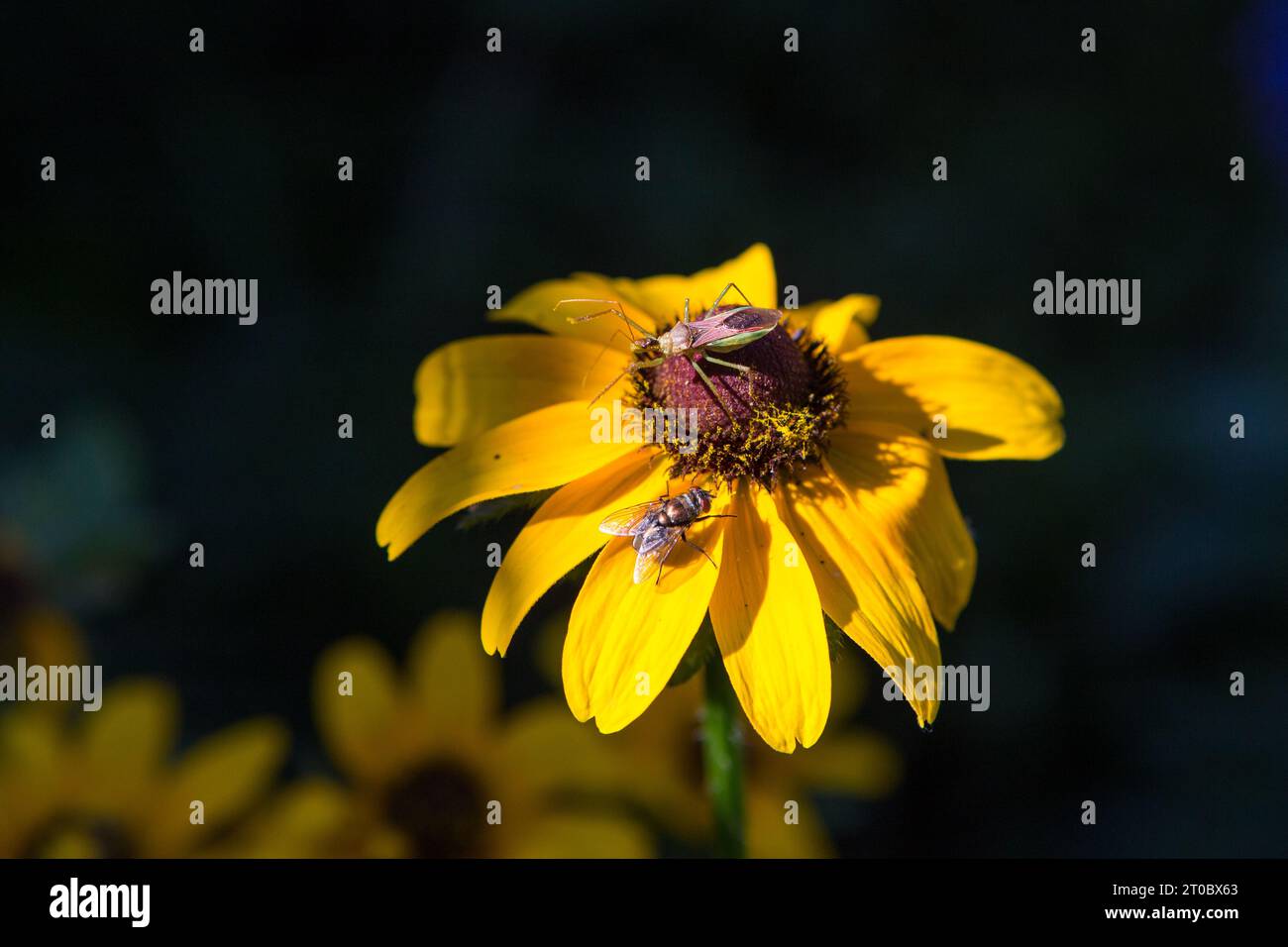 Leafhopper Assassin Bug. Zelus renardii. Sur une susan aux yeux noirs dans un jardin californien. Banque D'Images