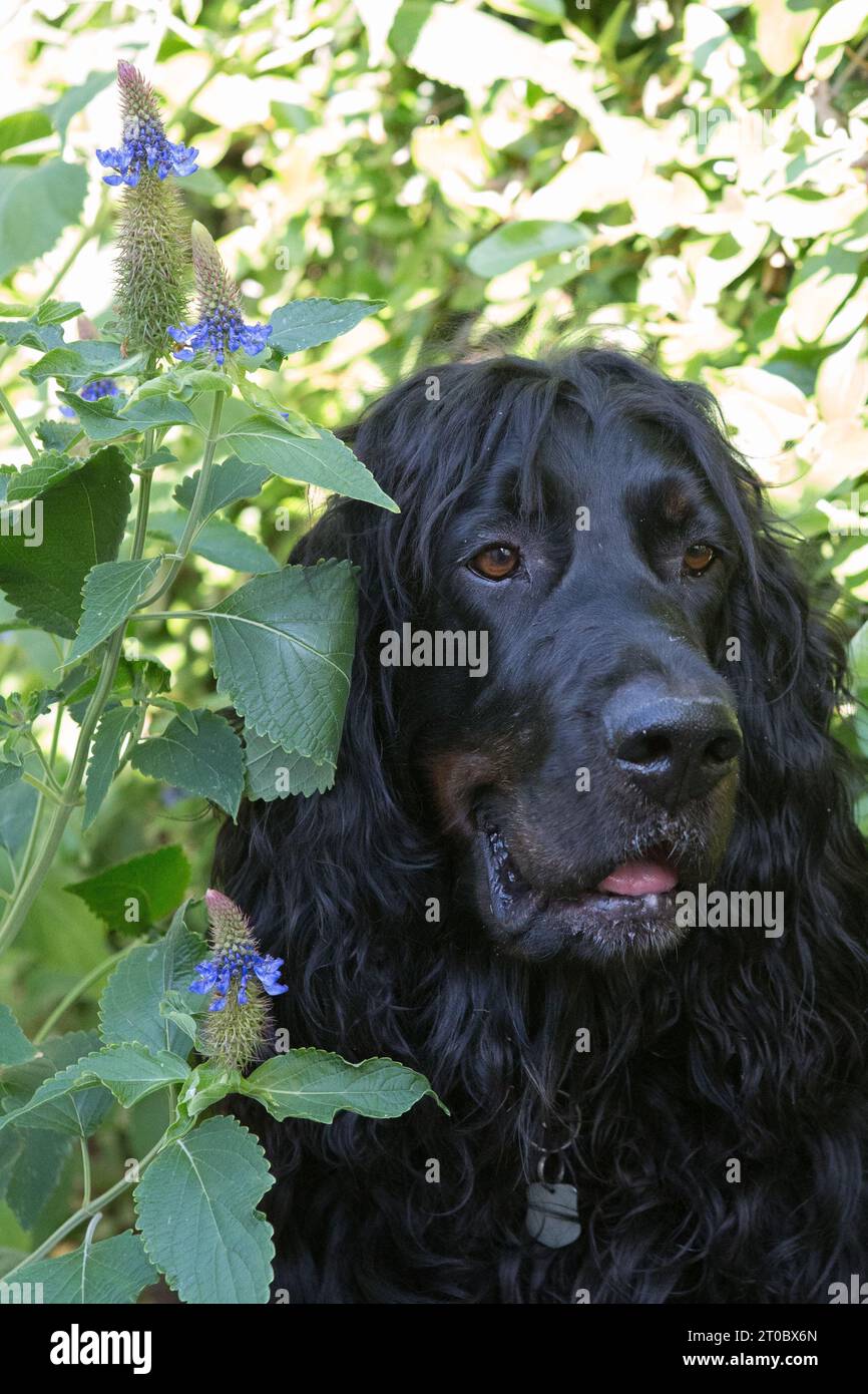 Gordon Setter dans un chapeau Blue Witches Pycnostachys urticifolia lit de fleurs dans un jardin californien Banque D'Images