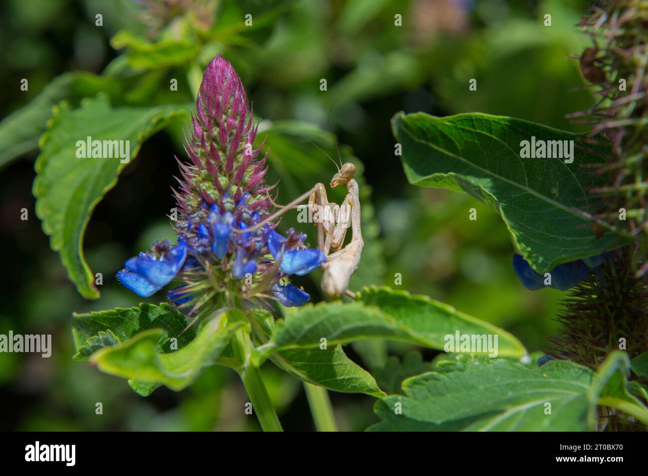 Prier Mantis sur une plante Blue Witches Hat Pycnostachys urticifolia dans un jardin californien Banque D'Images