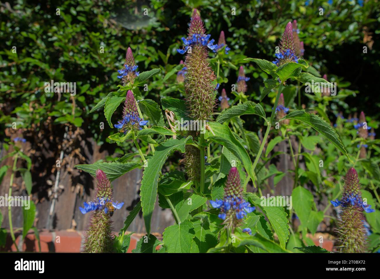 Prier Mantis sur une plante Blue Witches Hat Pycnostachys urticifolia dans un jardin californien Banque D'Images