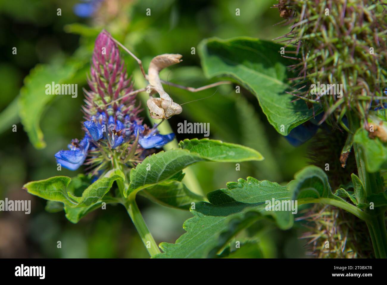 Marron priant Mantis sur une plante de chapeau de sorcière bleue Pycnostachys urticifolia dans un jardin californien Banque D'Images