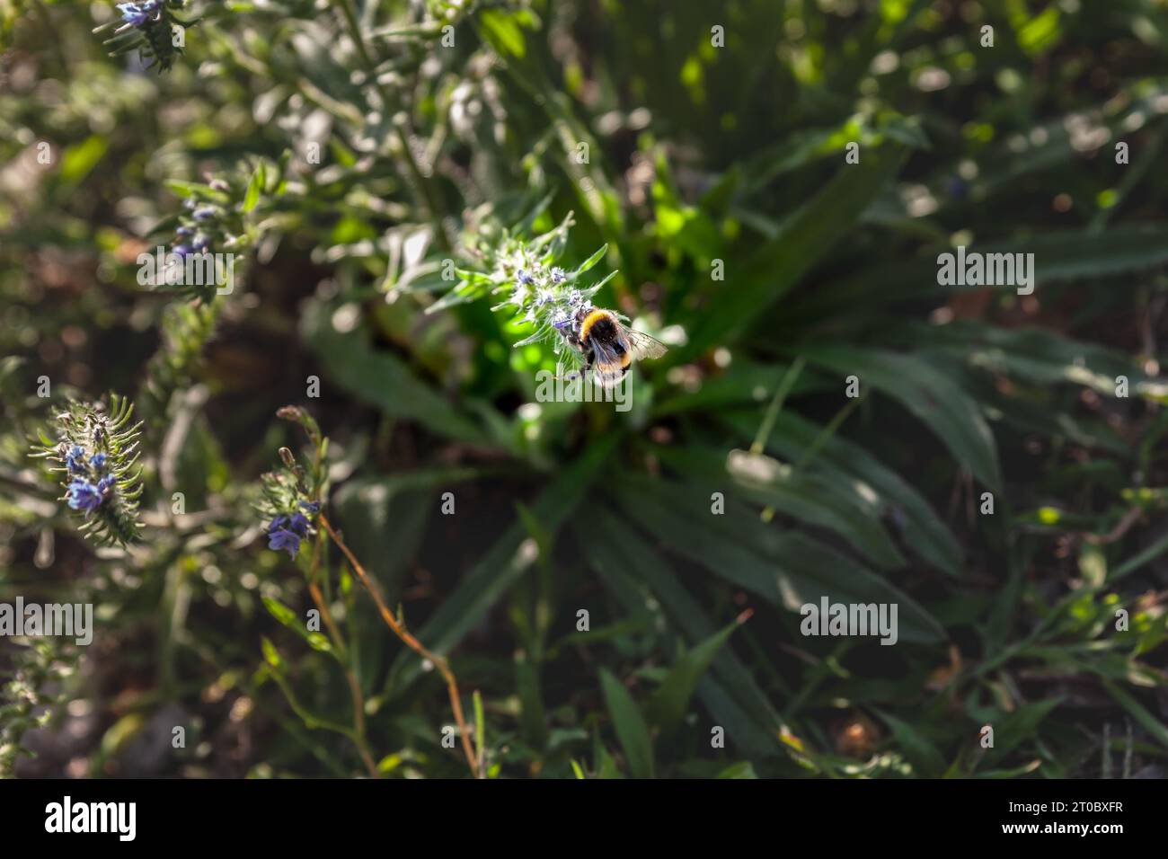 Photo d'un umblebee qui recherche un groupe de fleurs en été. Un bourdon est l'une des plus de 250 espèces du genre Bombus, qui fait partie des Apidae, l'un des Be Banque D'Images