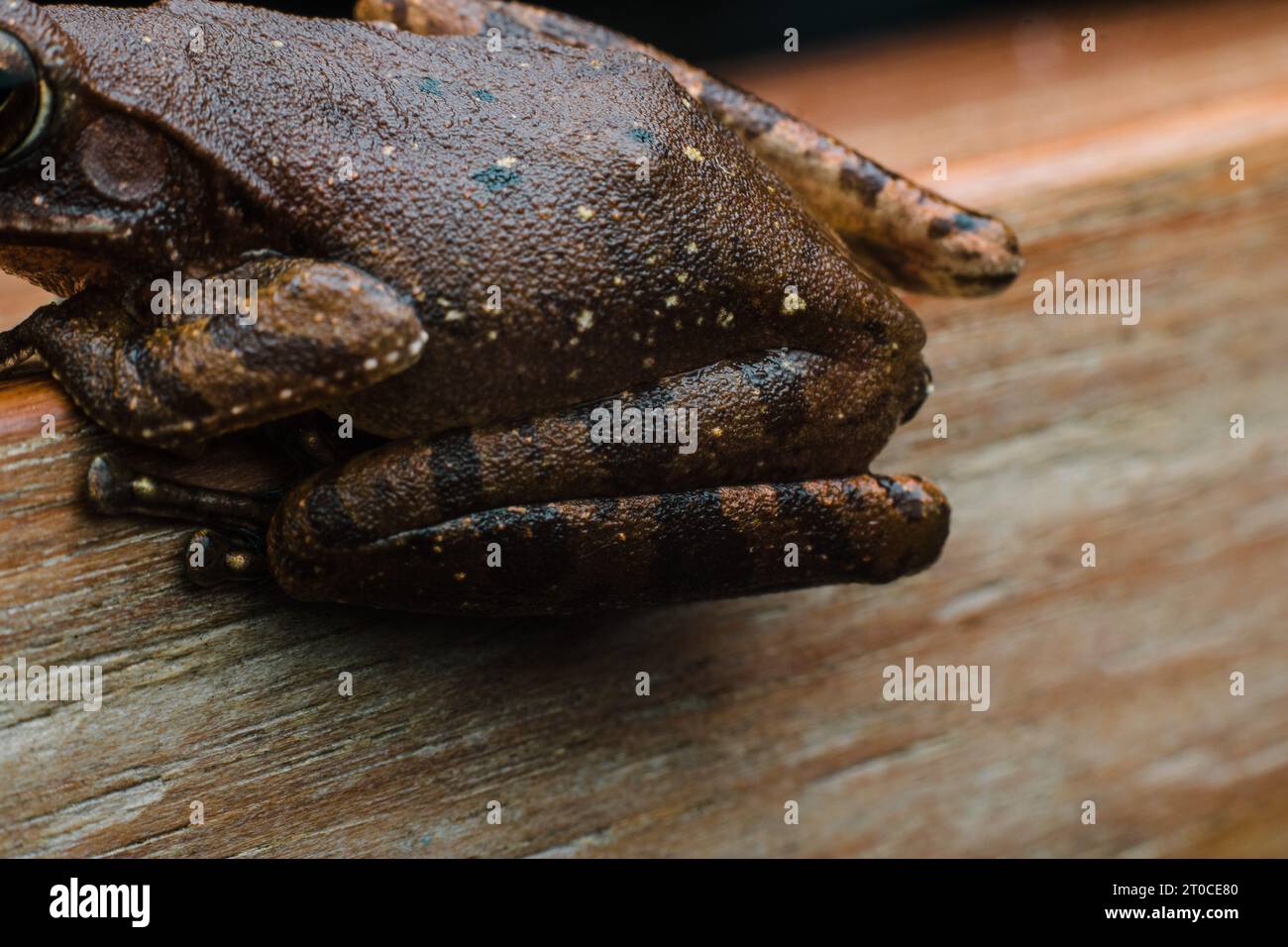 photographie commune de grenouille d'arbre sur une planche de bois faisant face à la gauche sur un style de photographie en gros plan. Banque D'Images