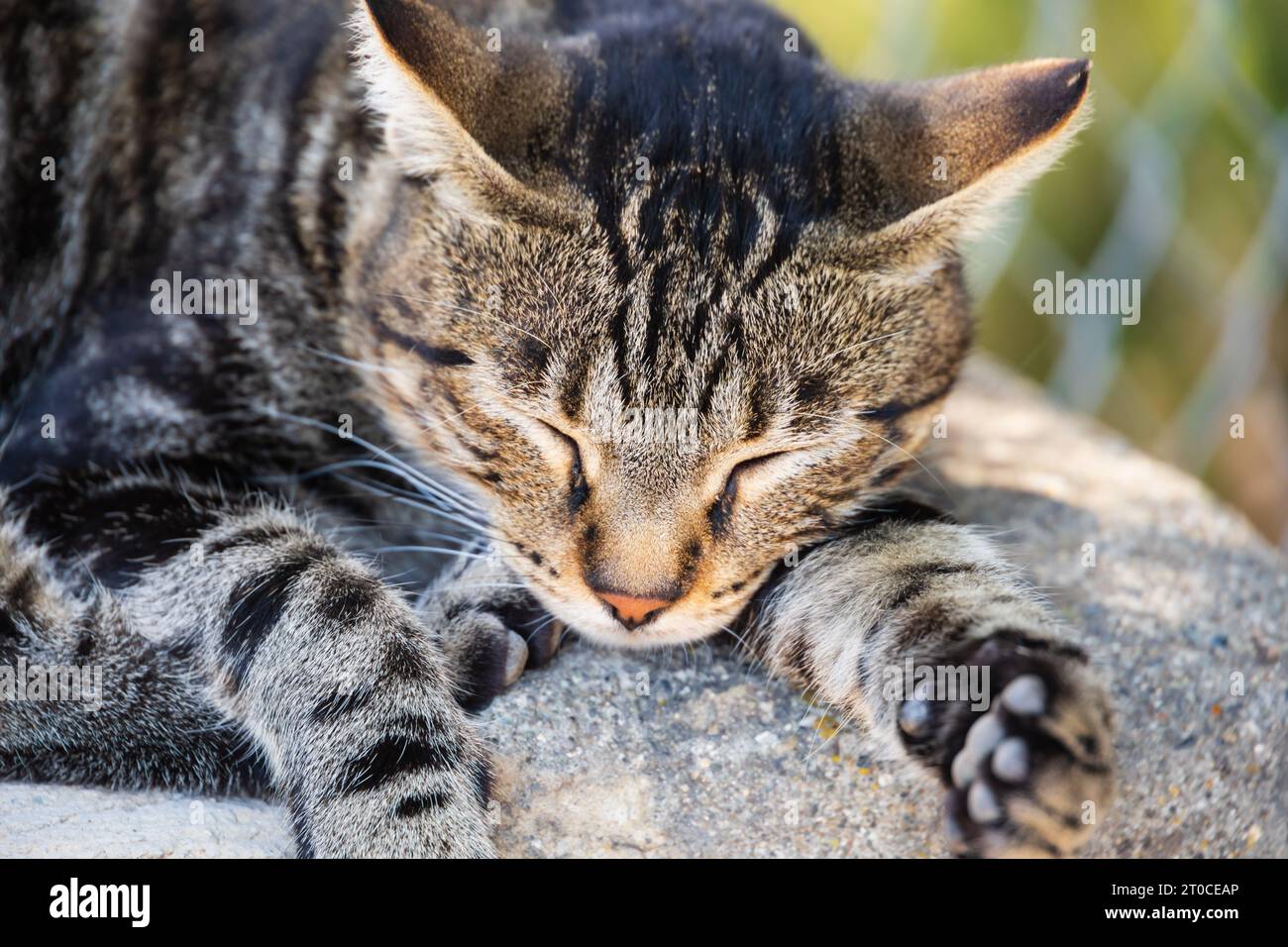 Chat chypriote feral tabby au monastère de Stavrovouni, Chypre. Banque D'Images