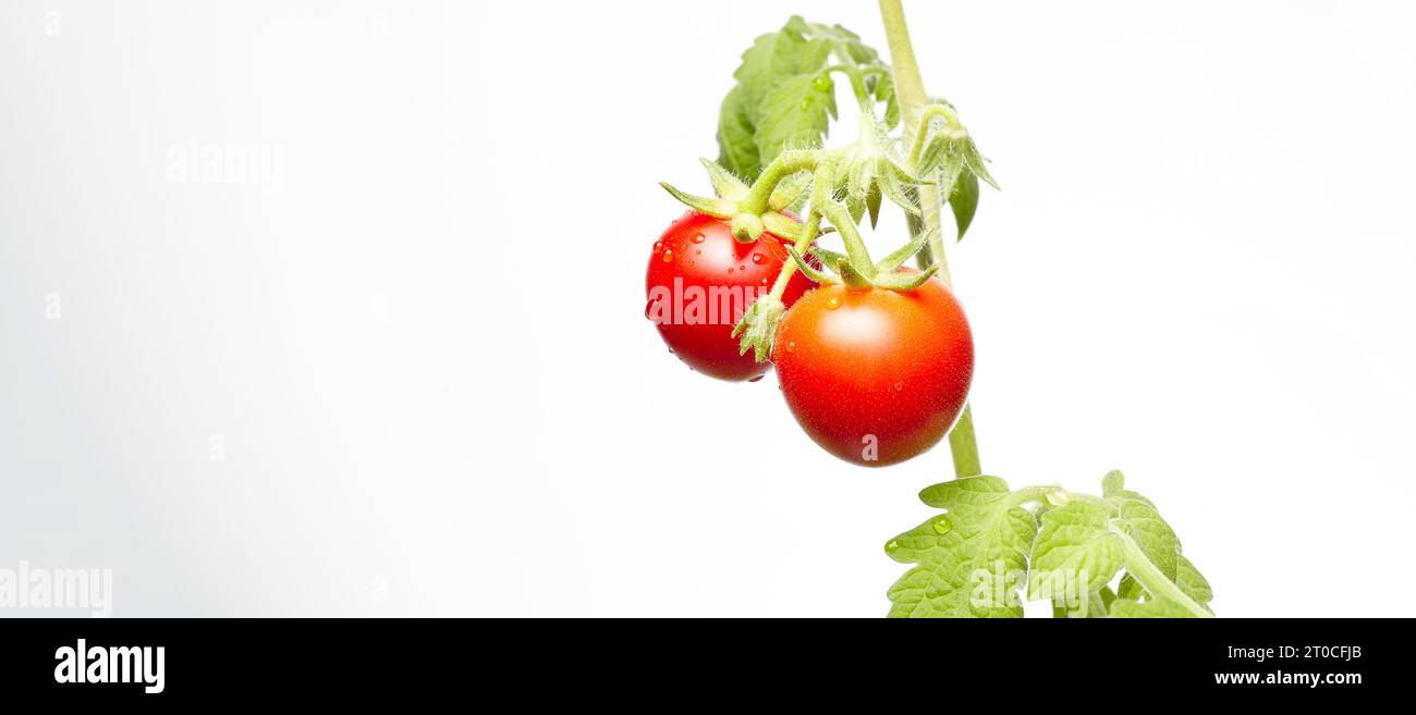 Plante de tomate isolée sur fond blanc. Semis vert de tomates rouges mûres fraîches, gros plan Banque D'Images