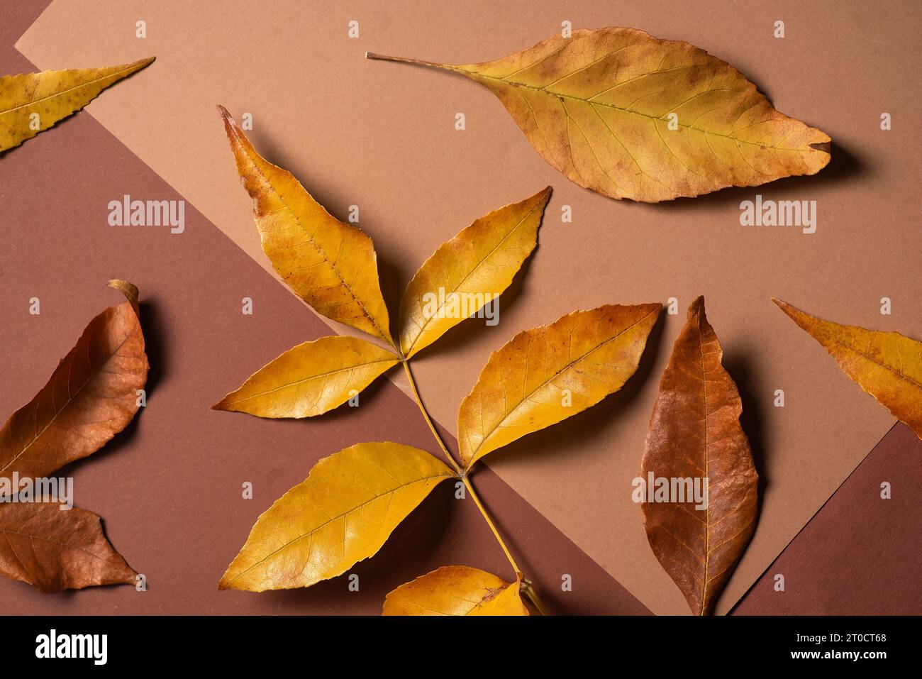 Feuilles d'automne jaunes dorées tombées et brunes sèches dans une boîte. Concept et couleurs de l'automne Banque D'Images Feuilles d'automne jaunes dorées tombées et brunes sèches dans une boîte. Concept et couleurs de l'automne Banque D'Images