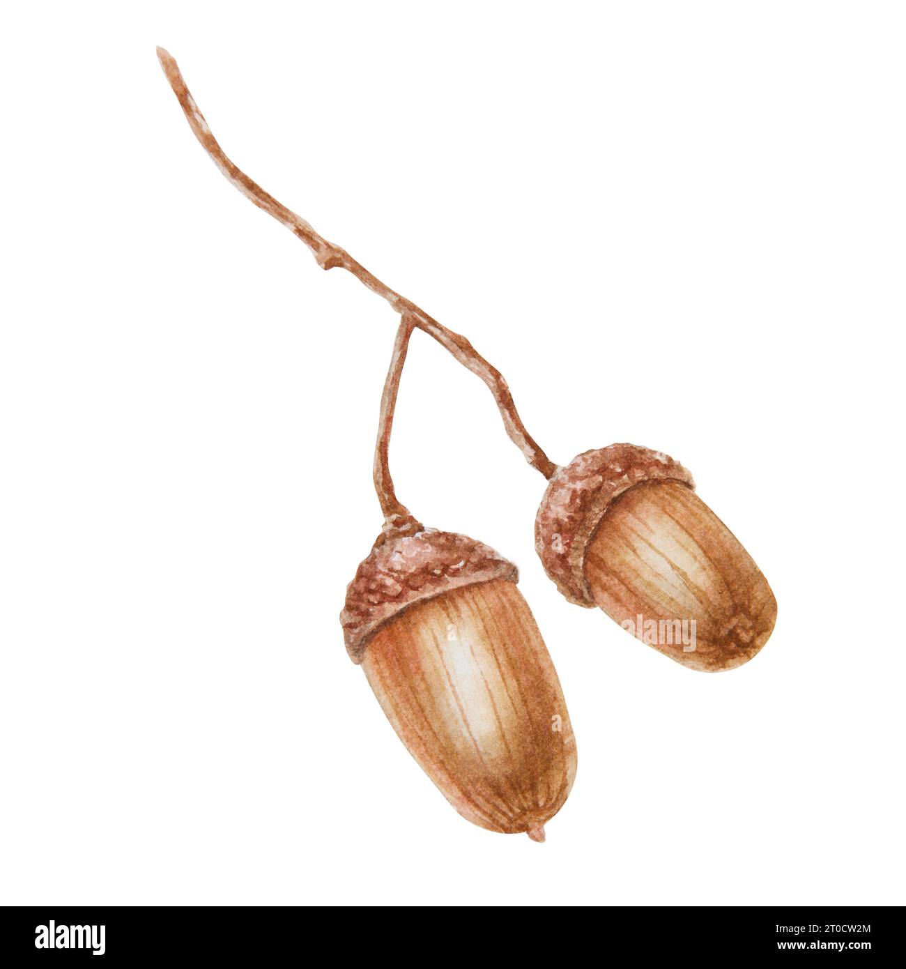 Chêne gland. Aquarelle illustration réaliste botanique dessinée à la main. Symbole de bonne chance pour carte, décor, invitation pour Thanksgiving, vacances d'automne Banque D'Images