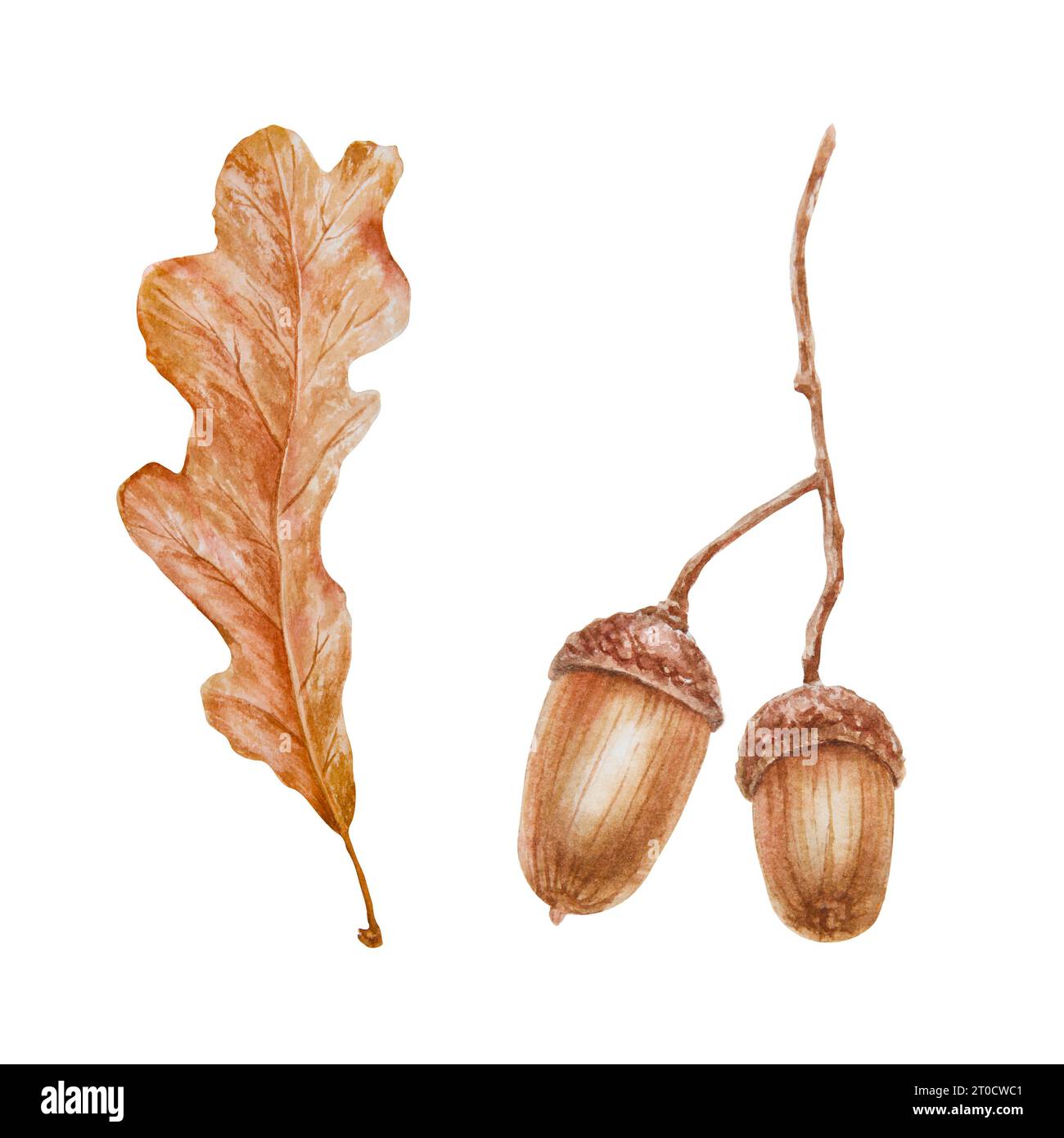 Gland et feuille de chêne. Aquarelle illustration botanique dessinée à la main. Symbole de bonne chance pour carte, décor, invitation pour Thanksgiving, vacances d'automne Banque D'Images