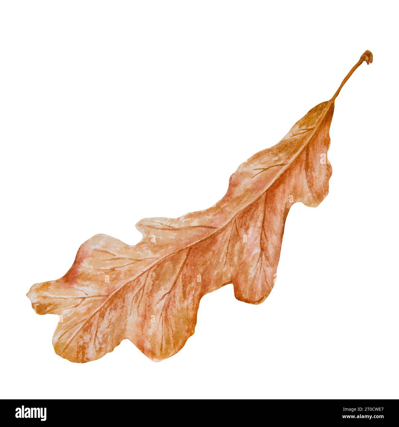 Feuille de chêne. Aquarelle illustration réaliste botanique dessinée à la main. Symbole de bonne chance pour carte, décor, invitation pour Thanksgiving, vacances d'automne Banque D'Images