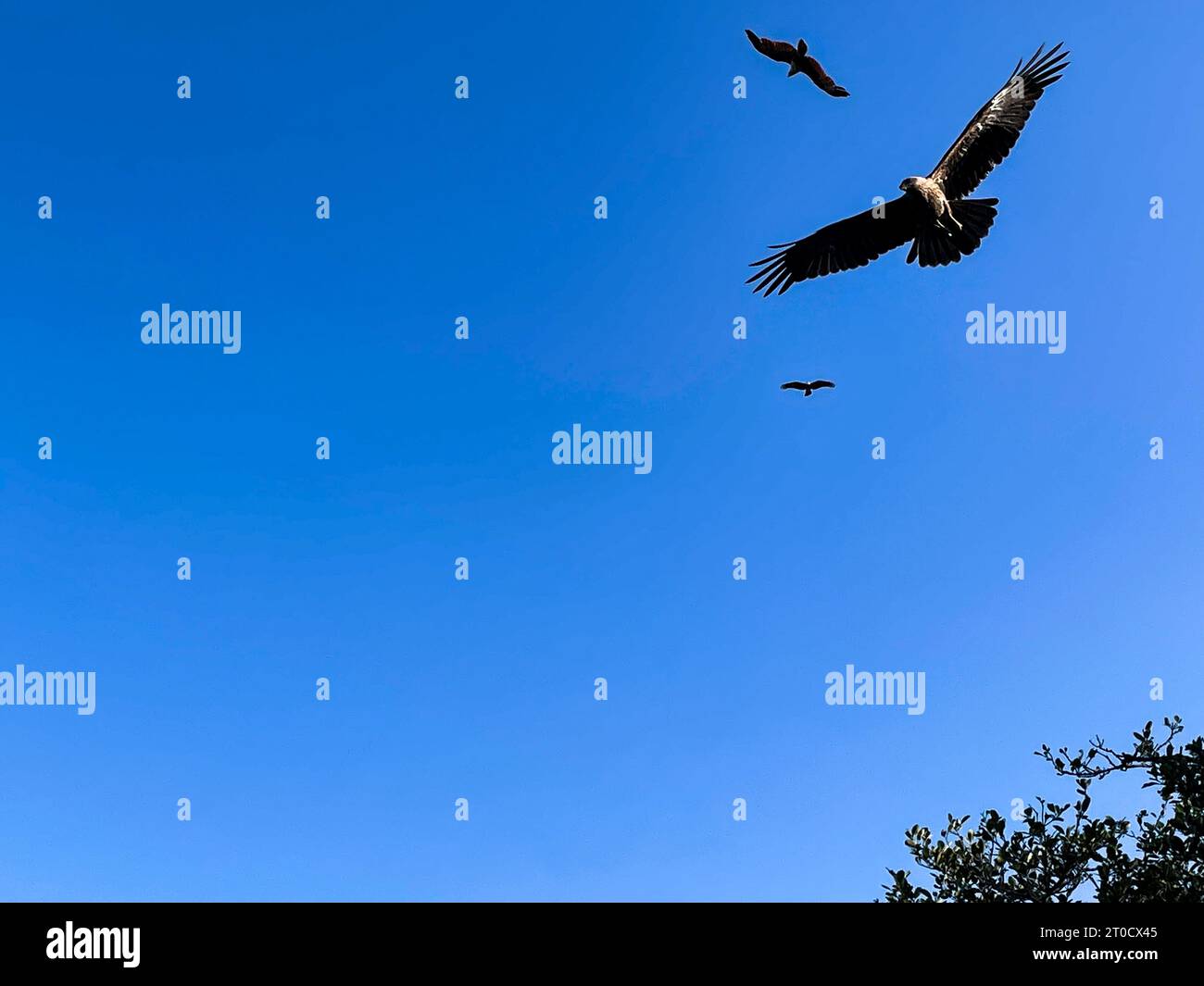 Vautours volant dans le ciel bleu clair. Banque D'Images